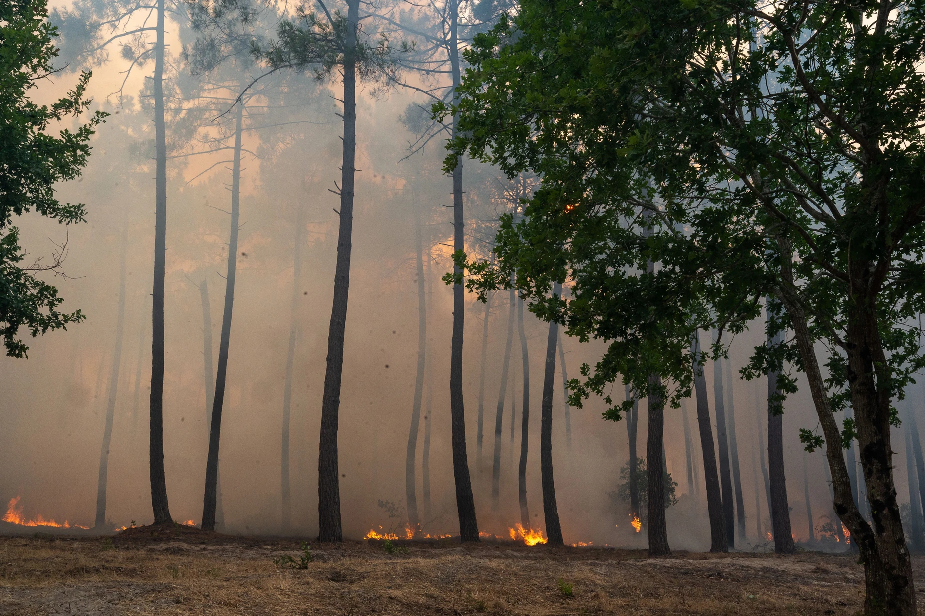 Ein Dekret von 1857 befahl die Trockenlegung der Sümpfe und die Aufforstung des Landes mit Seekiefern für die Holz- und Harzgewinnung: Hier ein brennender Nutzwald bei Lège-Cap Ferret im Juli 2026
