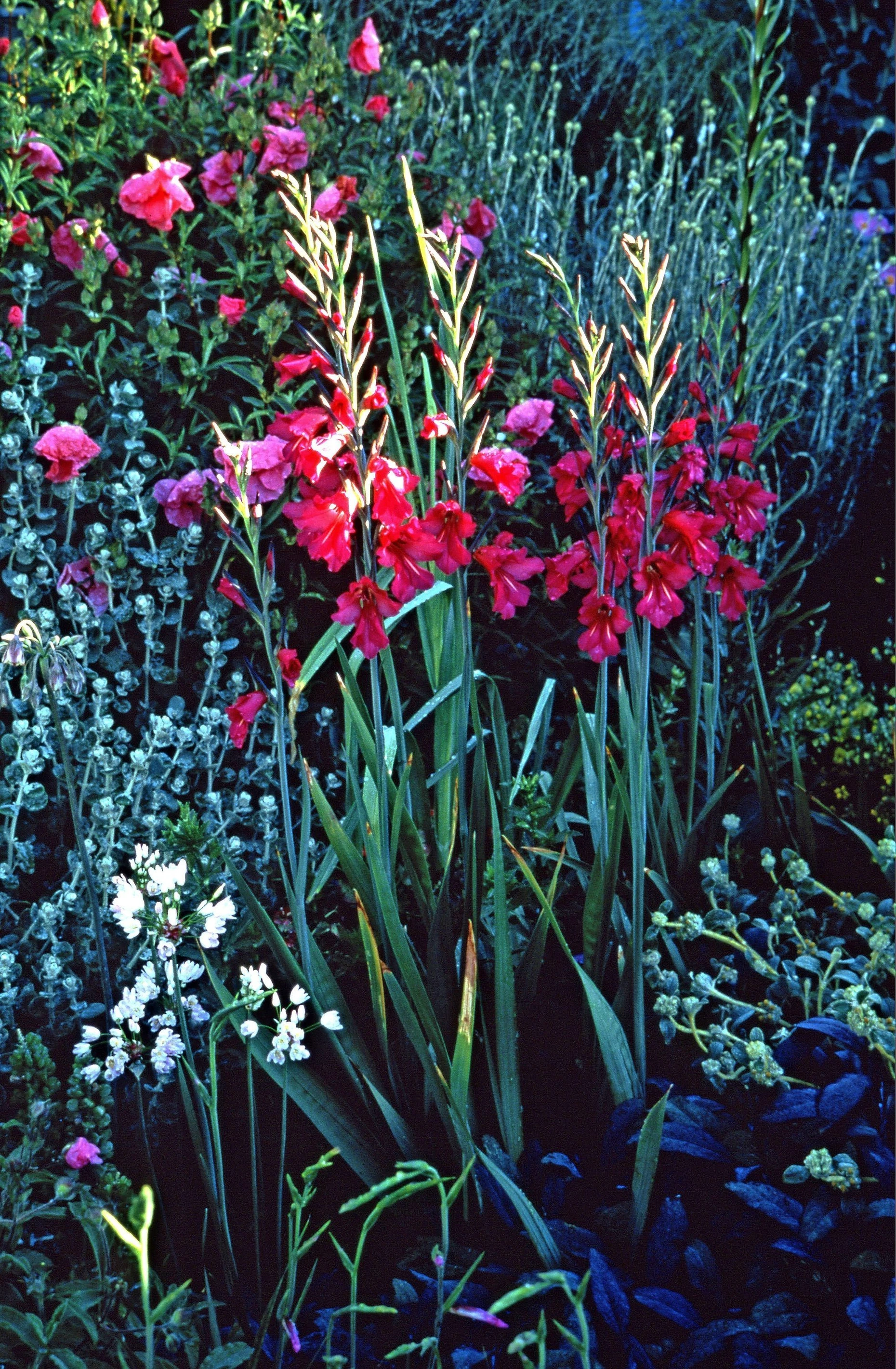 Gartenamaryllis, Gladiolen und Co: Diese Blumenzwiebeln kommen ab Mrz in  die Erde | FAZ