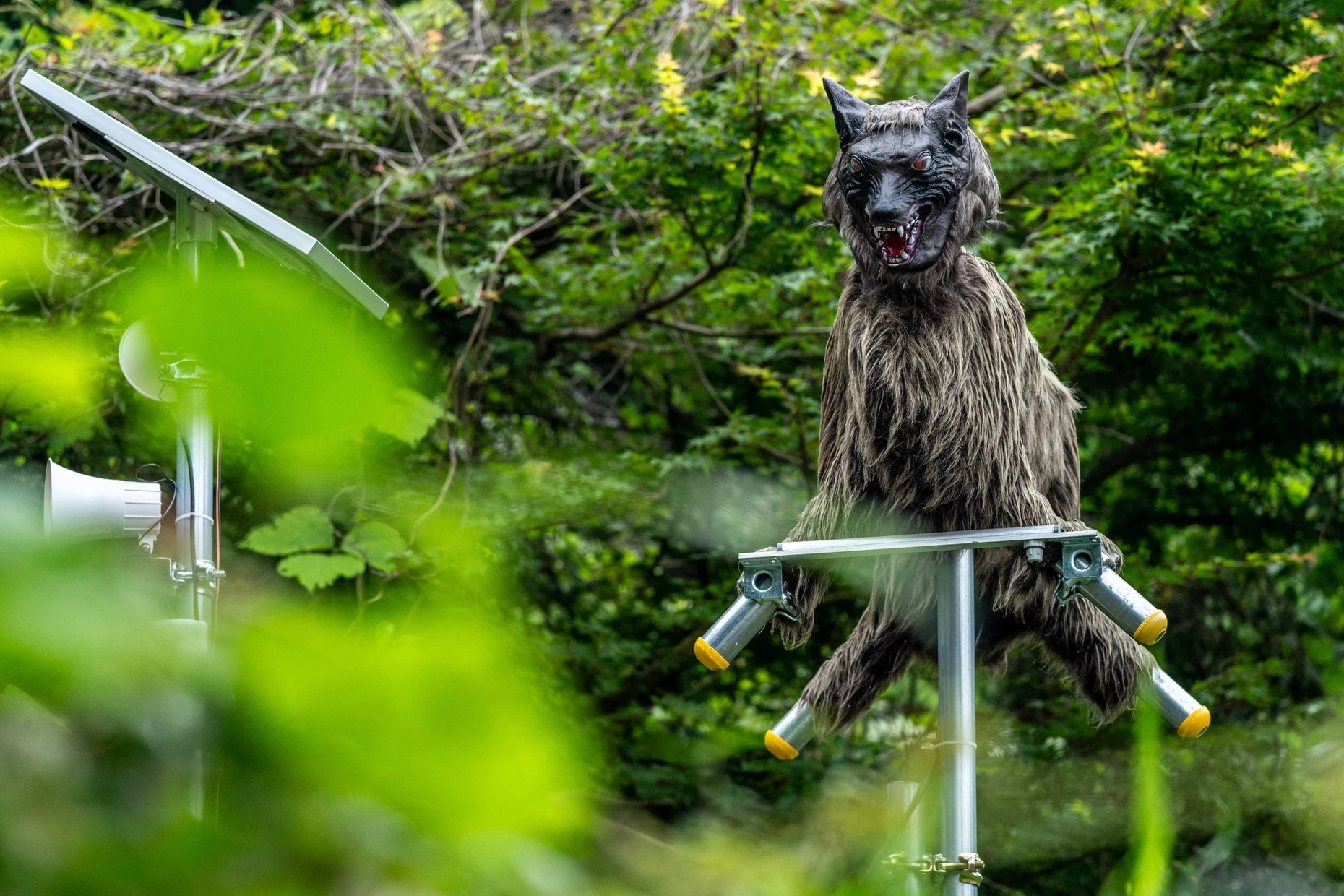 Soll Bären vertreiben: ein Monsterwolf