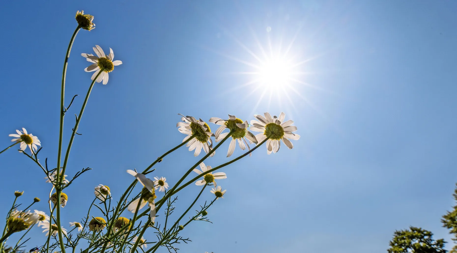 Blauer Himmel, Sonne und Hitze: Wie hier in Bad Homburg herrscht überall in Rhein-Main Hochsommer – mit seinen positiven und negativen Folgen.
