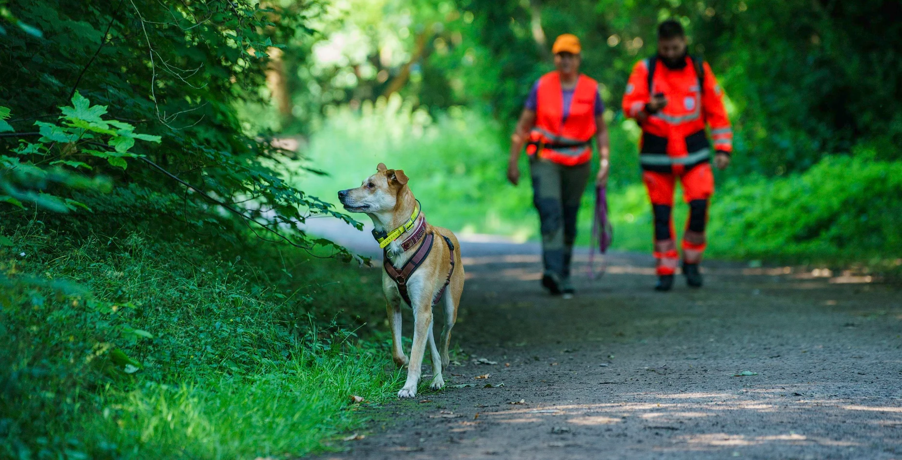 Teamarbeit: Kadaverspürhund Paco und seine Begleiter, die schon im Sommer 2024 im Kreis Groß-Gerau auf der Suche nach infizierten Wildschweinen waren