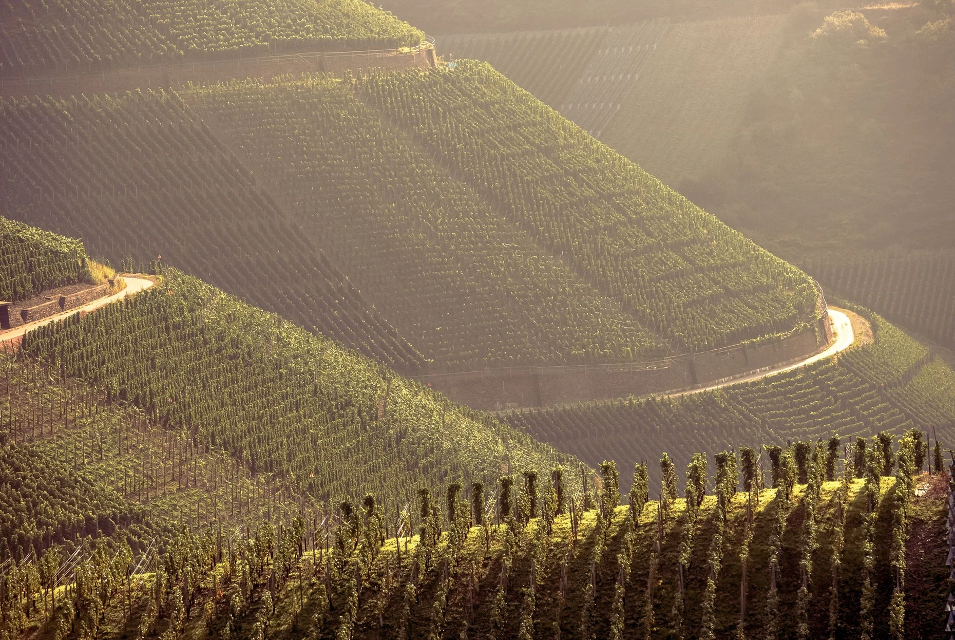 Kein Platz für Sauftouristen: Der Qualitätswein, der in Spitzenlagen wie dem Dernauer Pfarrwingert wächst, soll künftig an der Ahr die Hauptrolle spielen.