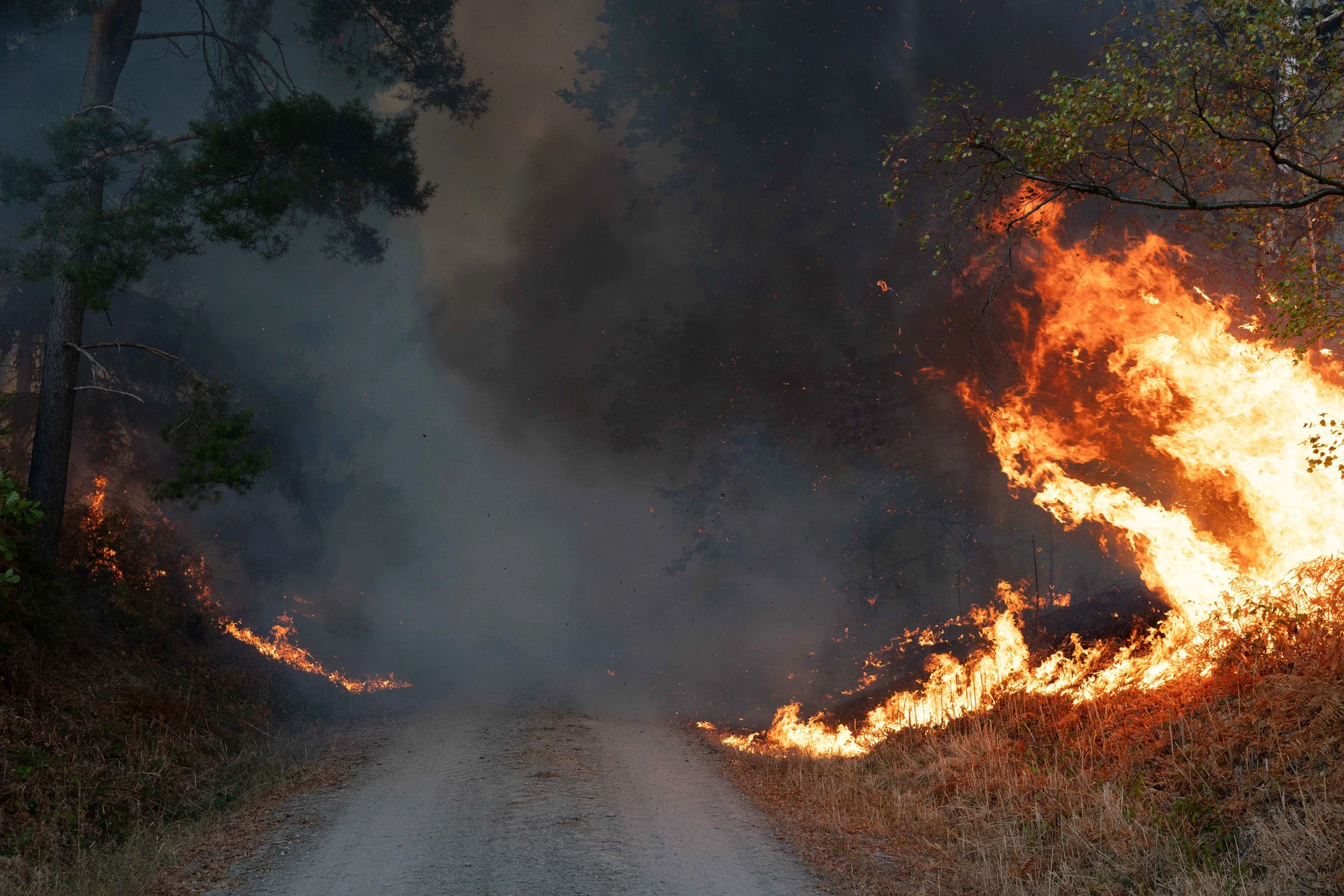 Steht in Flammen: Waldweg im Hürtgenwald