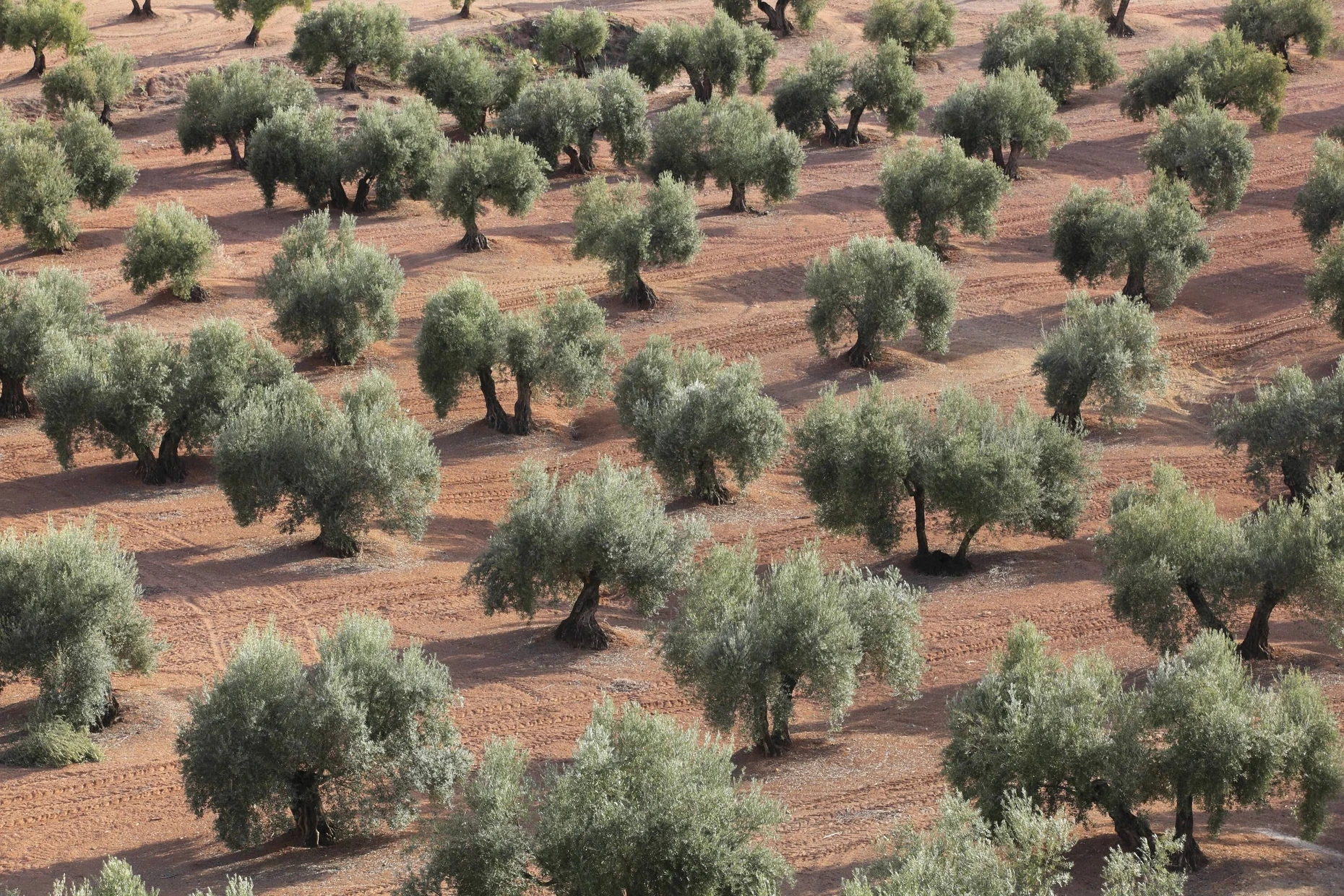 taxus baccata fastigiata robusta kaufen Suleneibe - Taxus baccata Fastigiat