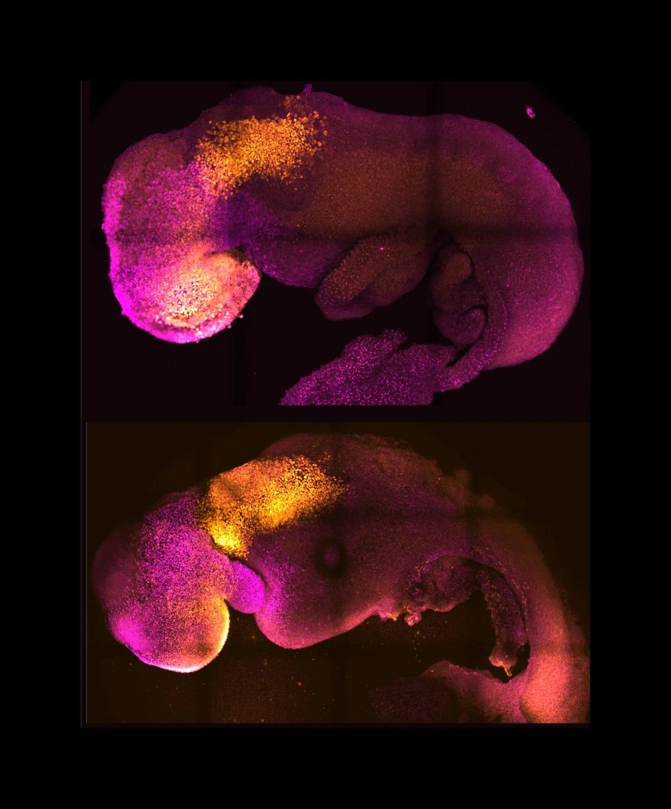 Knstliche Embryonen erzeugt: Wer braucht schon Ei, Samen, Uterus? | FAZ