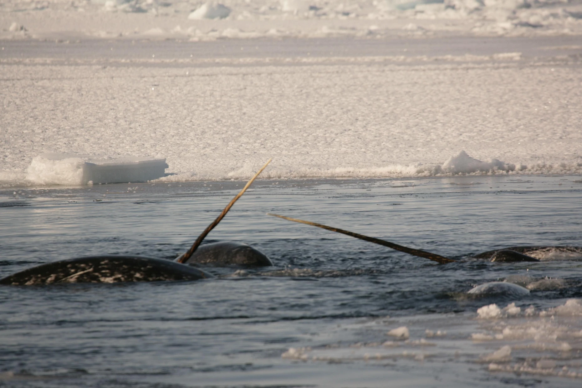 Der Zahn hat nicht nur eine Funktion. Er ist mit zahllosen Nervenenden ausgestattet – und hilft offenbar auch, Meerwasser eisfrei zu halten.