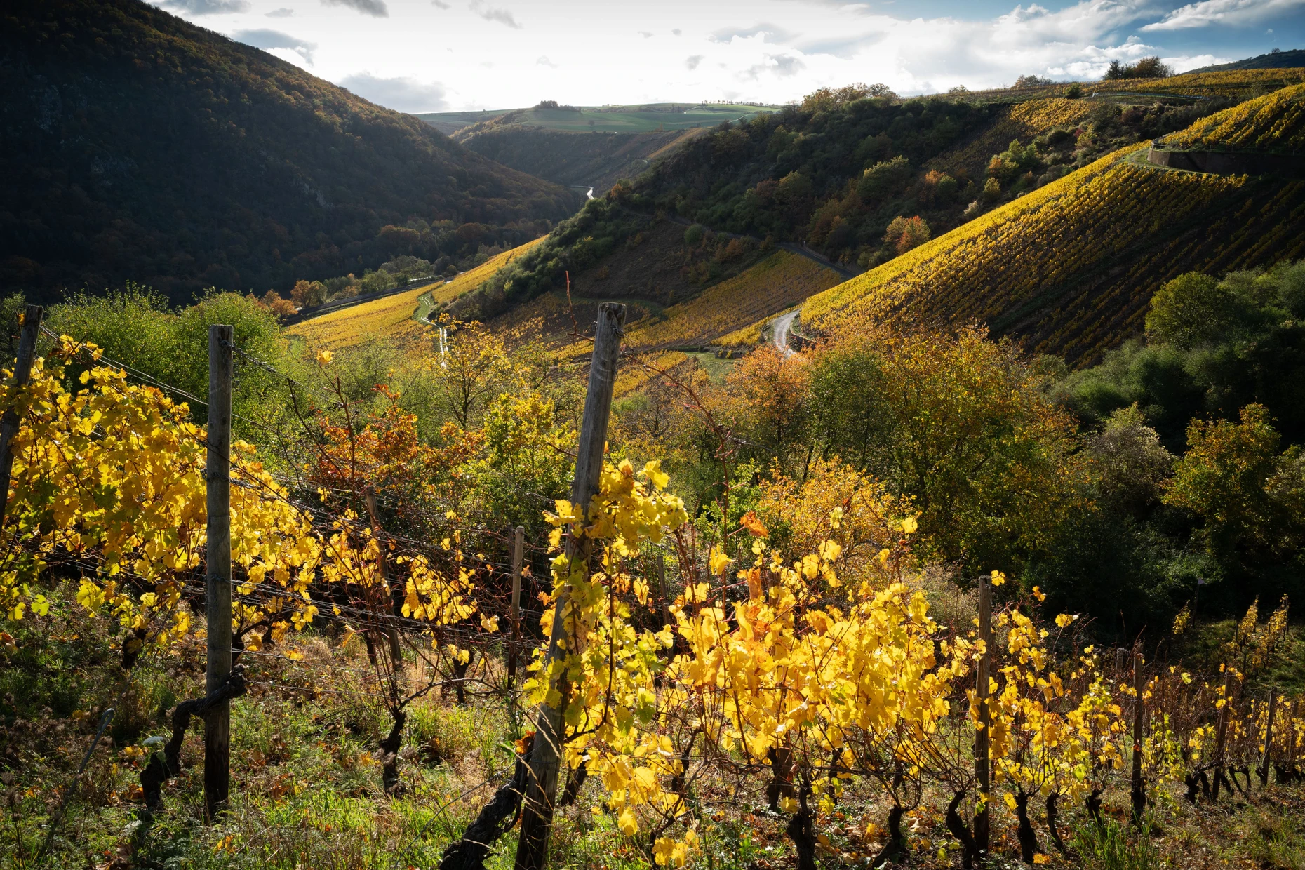 Weinberg im Nahetal in Rheinland-Pfalz
