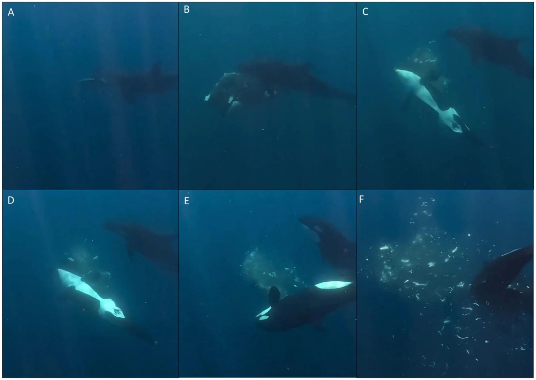 Sequenzen aus dem zweiten Video, das zeigt, wie ein Orca einen Mondfisch rammt und zerlegt