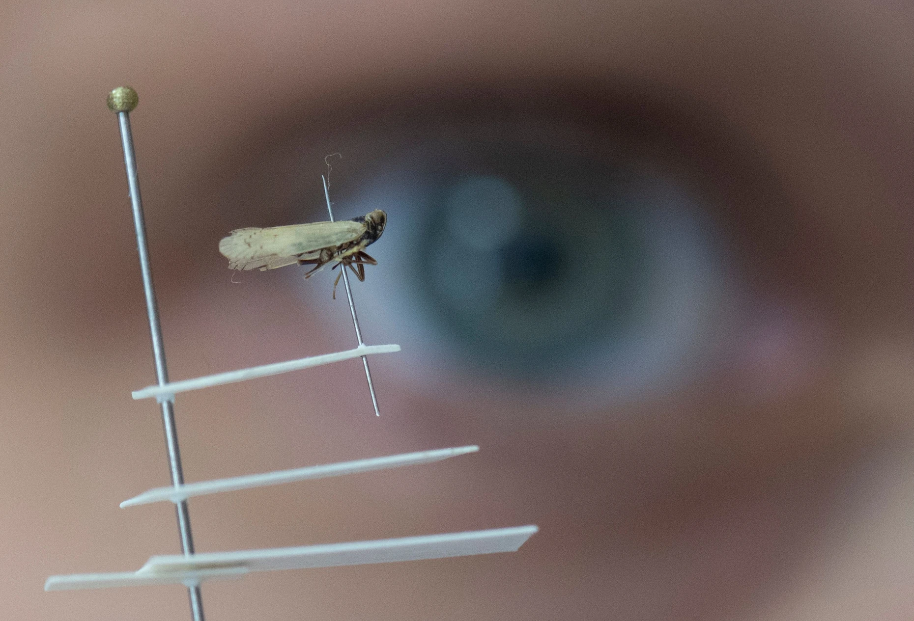 Winzige Gefahr: Die Schilf-Glasflügelzikaden breitet sich in Hessen aus.
