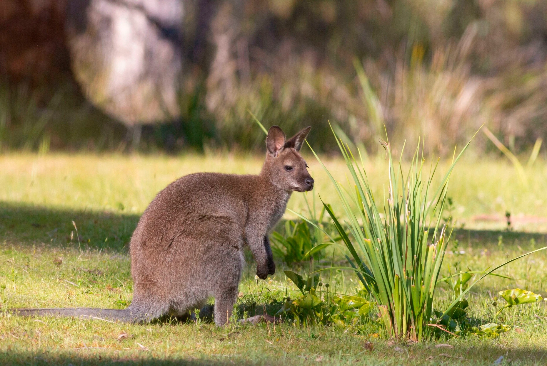 Ständiger Begleiter auf Bruny Island und gar nicht scheu: ein Wallaby. Picture Alliance