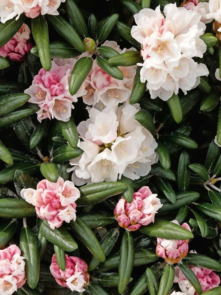 Rhododendron: Warum sich die Pflanze in der Klimakrise behauptet | FAZ