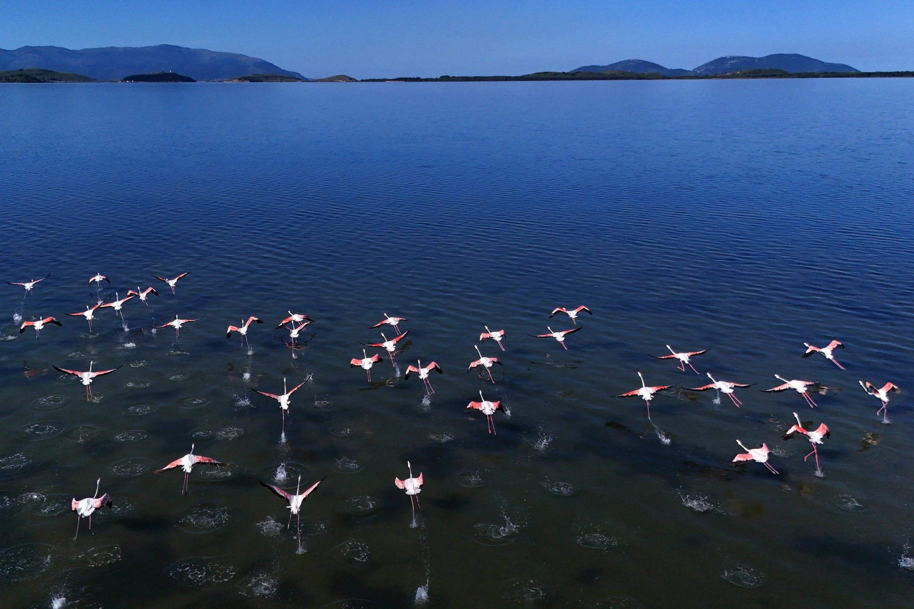  Flamingos Anfang Juni in der Narta-Lagune