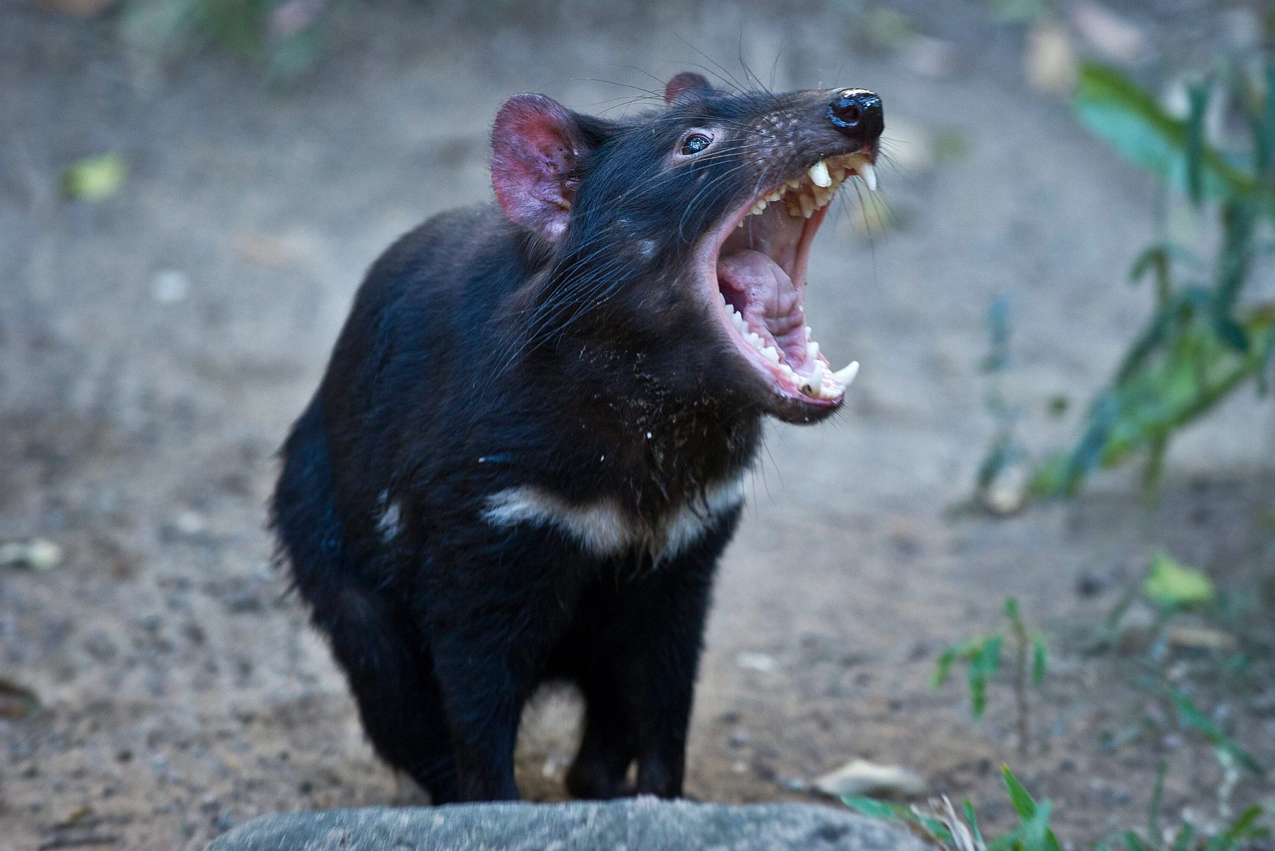 Kein anderes Tier kann so fest zubeißen wie dieser Obercholeriker der Fauna: der Tasmanische Teufel dpa