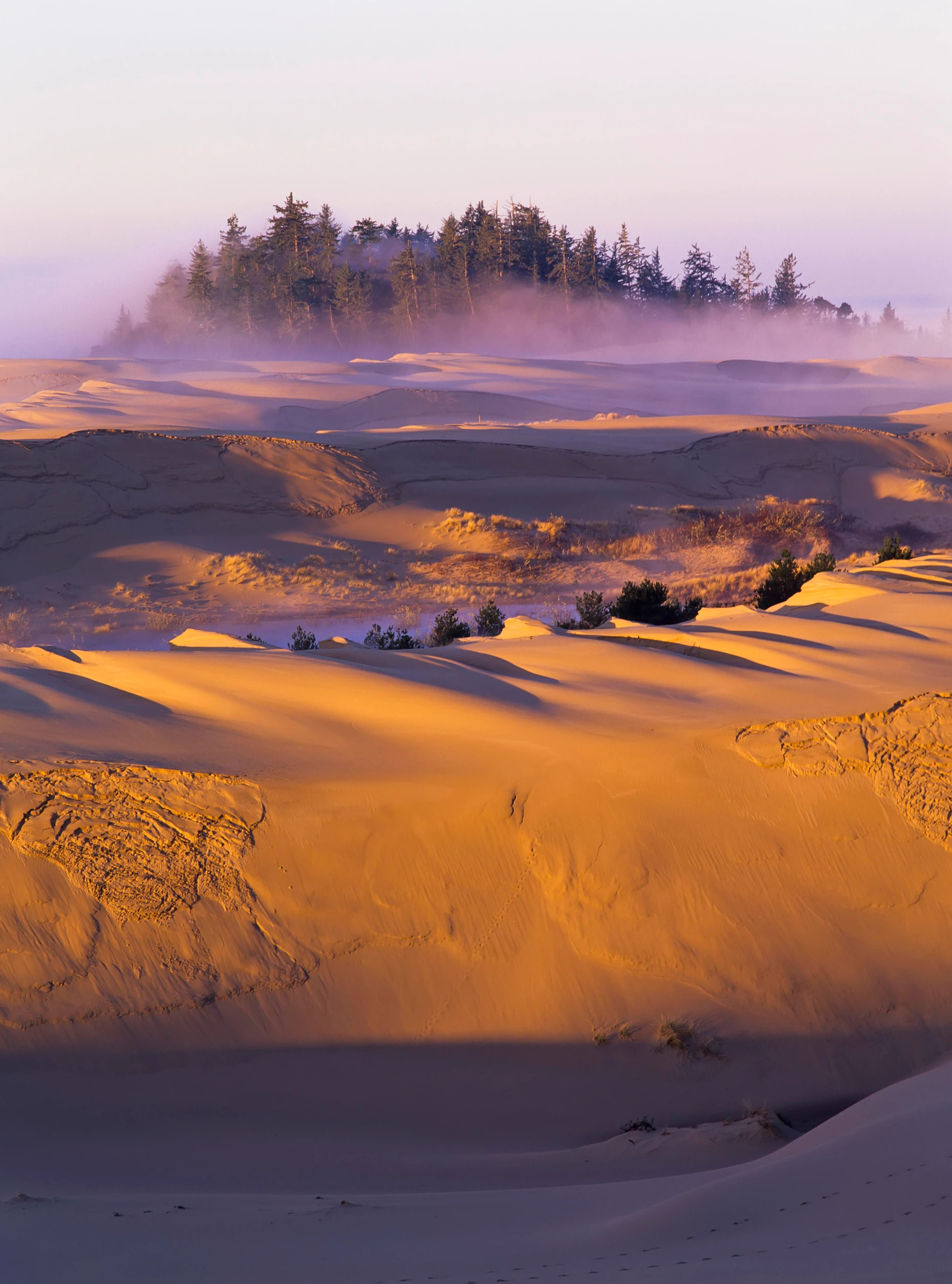 Vorbild für Frank Herberts „Dune“: Sanddüne an Oregons Pazifikküste bei Lakeside