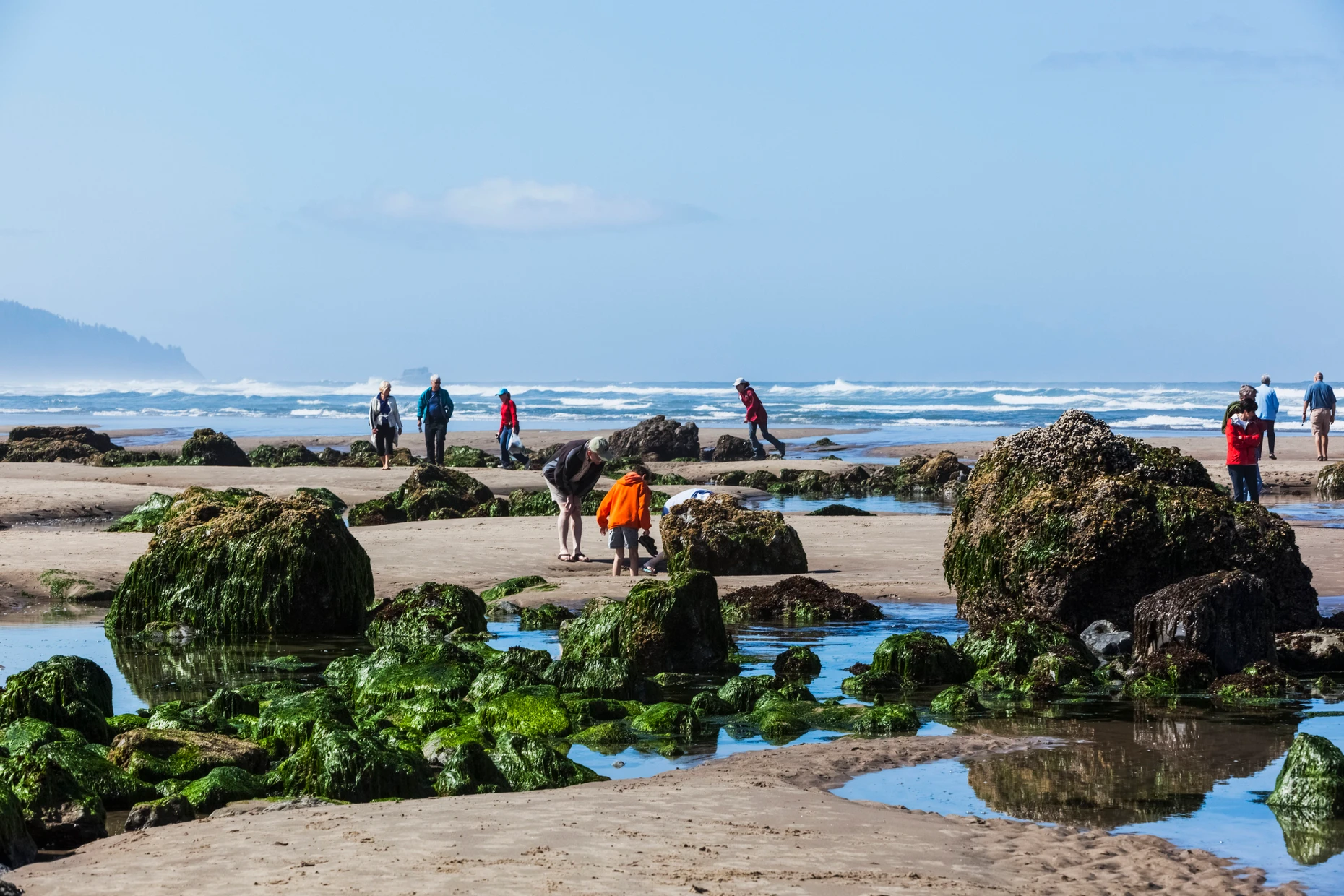 In den Tide Pools an der Küste kann man bei Ebbe auf die Suche nach Anemonen, Seeigeln und Seesternen gehen.