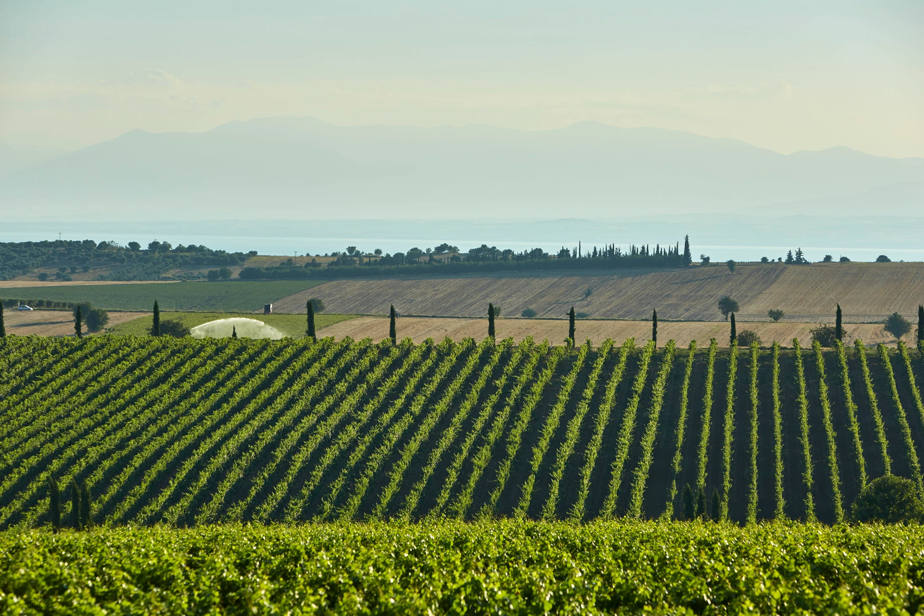 Vorzeigebetrieb: Weinberge des griechischen Weingutes Ktima Gerovassiliou in der Nähe von Thessaloniki