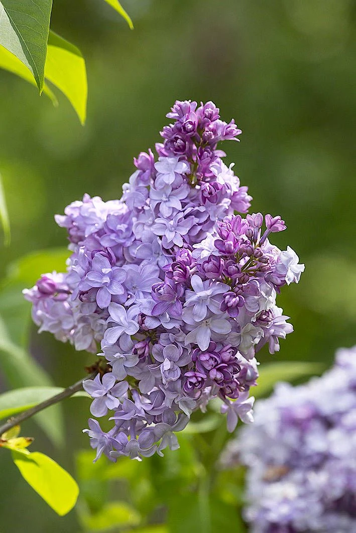 Der Garten im Mai: Nicht nur der Flieder blht | FAZ
