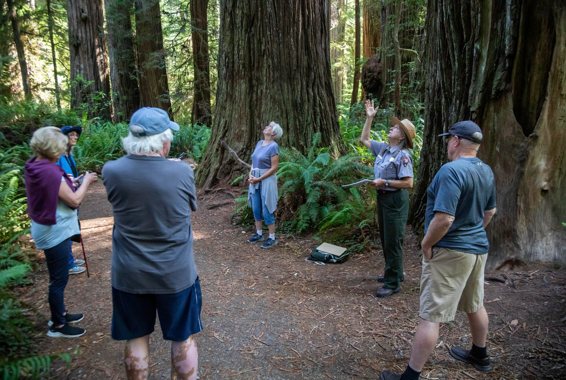 Ein Ranger des National Park Service zeigt Besuchern die Mammutbäume im Redwood National Park an der Pazifikküste von Nordkalifornien.