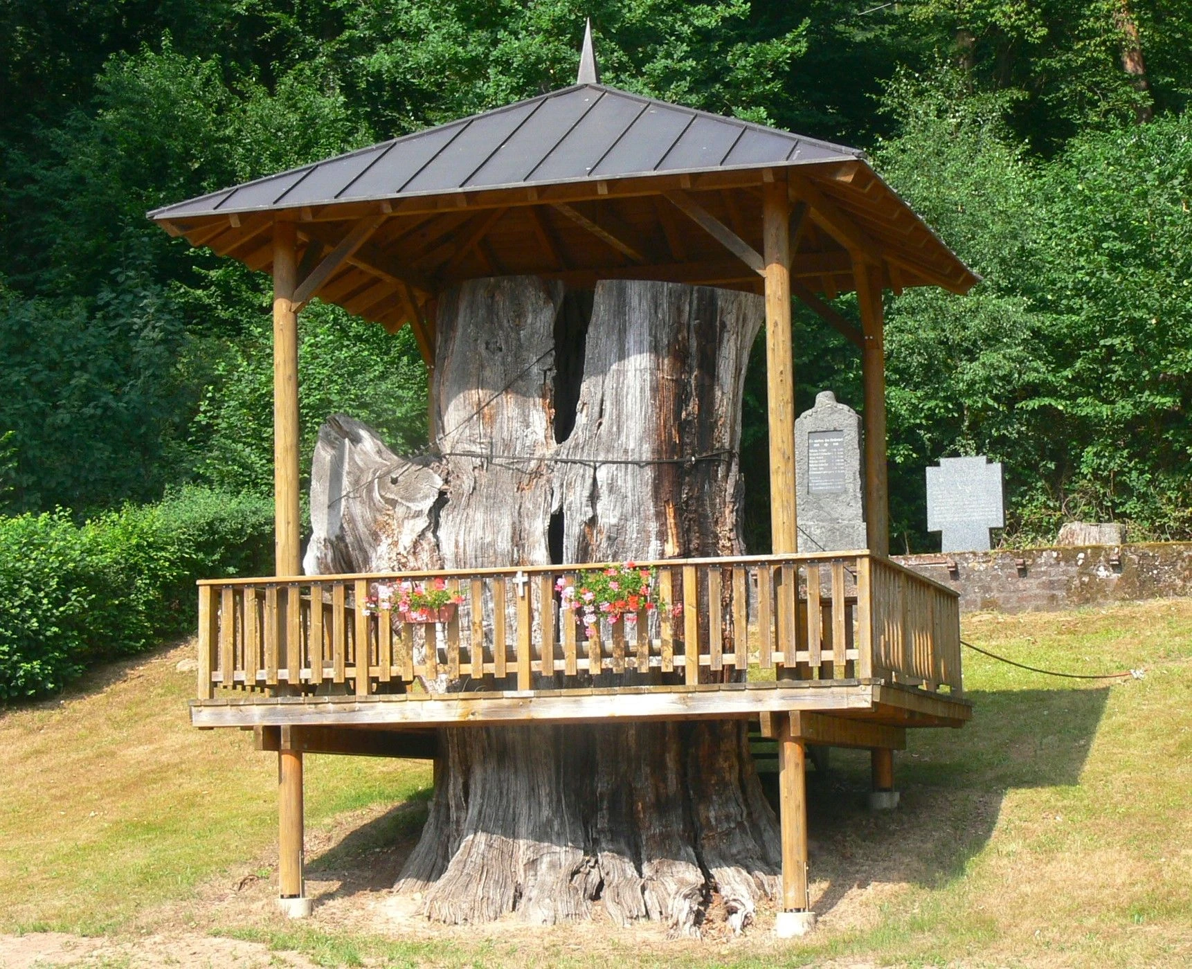 2012 gekappt: Mit einem Stammumfang von acht Metern erlangte die 600 bis 800 Jahre alte „Dicke Eiche“ bei Airlenbach einst Berühmtheit. Aus Achtung vor dem dortigen Gefallenen-Ehrenmal beließ man den Stumpf und umgab ihn mit einem begehbaren Holzgerüst.