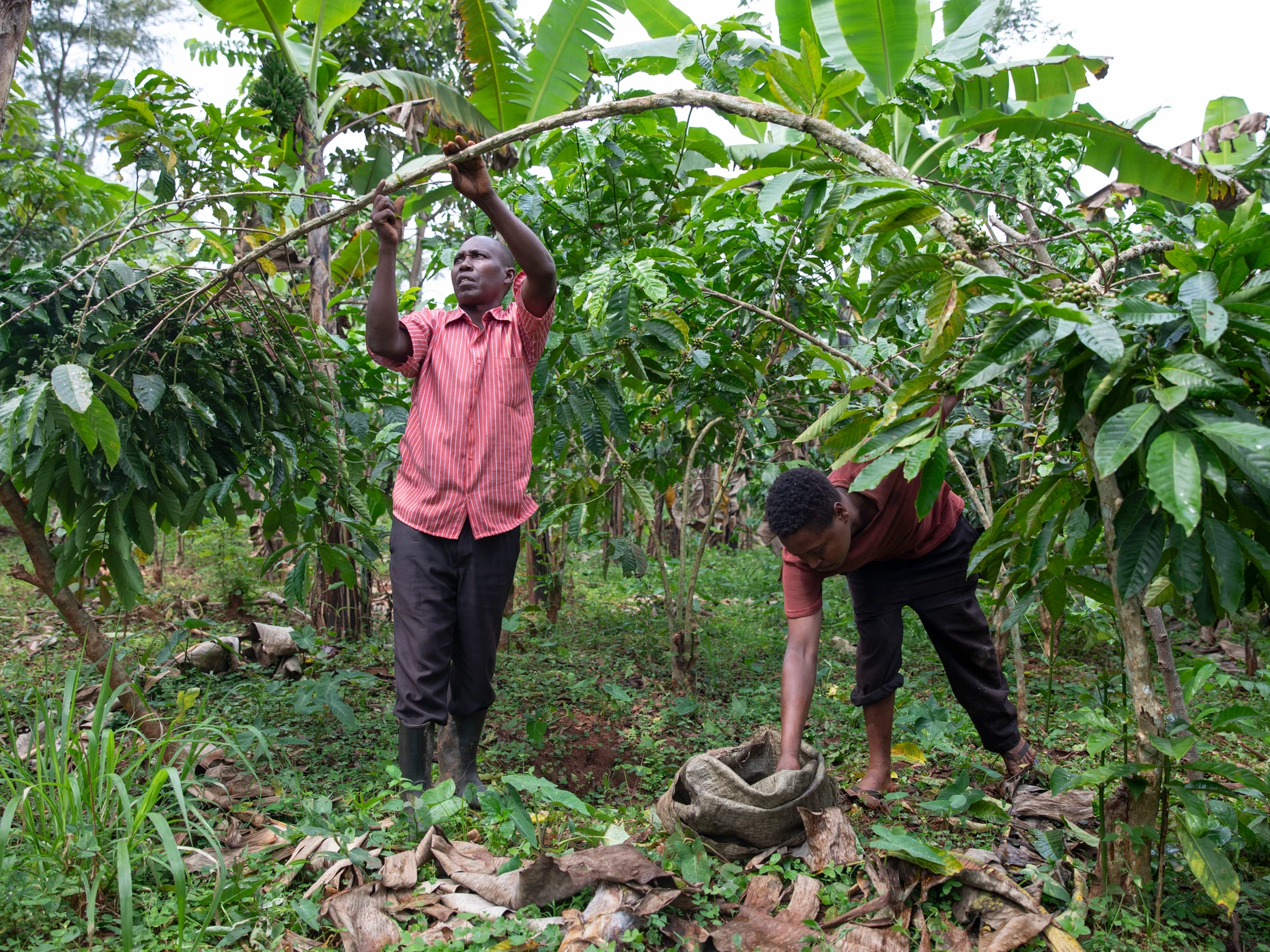 Kaffee-Ernte in der Region Buikwe in Zentral-Uganda