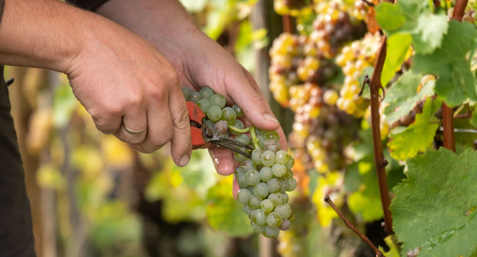 Weinbau in der Krise: Weil weniger Wein getrunken wird, sind die Arbeit im Weinberg und das Keltern im Keller für manche Winzer nicht mehr einträglich genug.