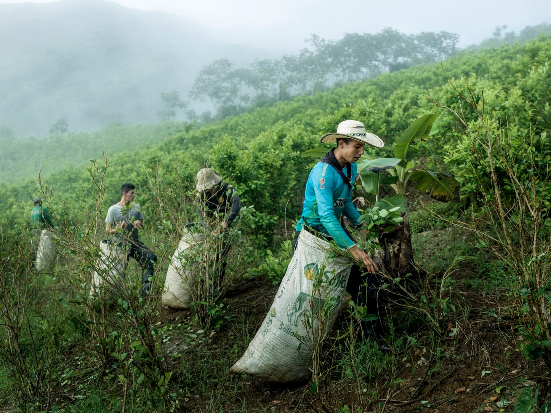 In Kolumbien erntet Ariel Albeiro Muñoz (19) Kokablätter. Damit verdient er doppelt so viel, als wenn er Kaffee ernten würde. Zwei Drittel des weltweit gehandelten Kokains werden in Kolumbien produziert.