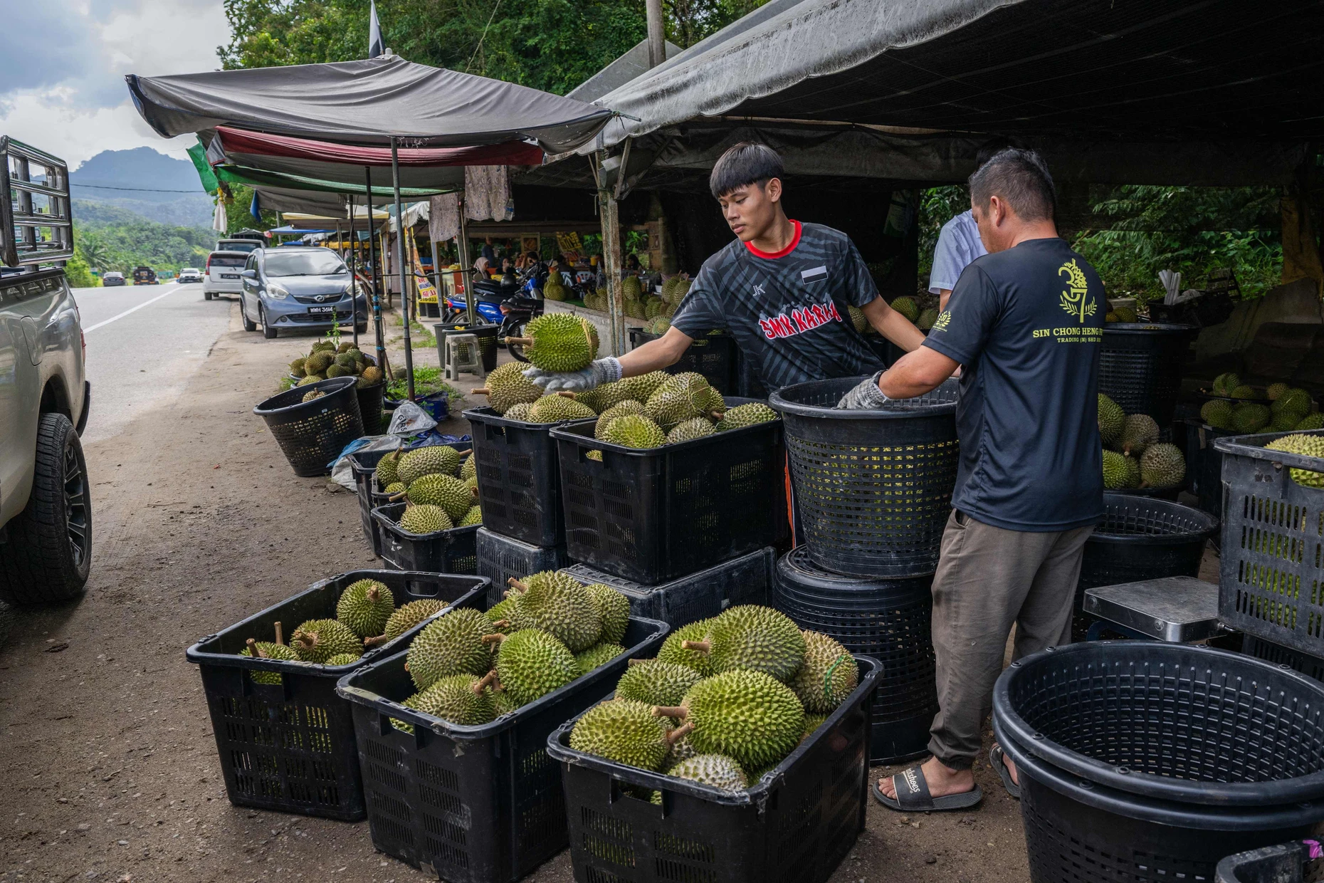 An einem Straßenstand im malaysischen Karak sortieren Mitarbeiter die stacheligen Früchte für den Großhandel.