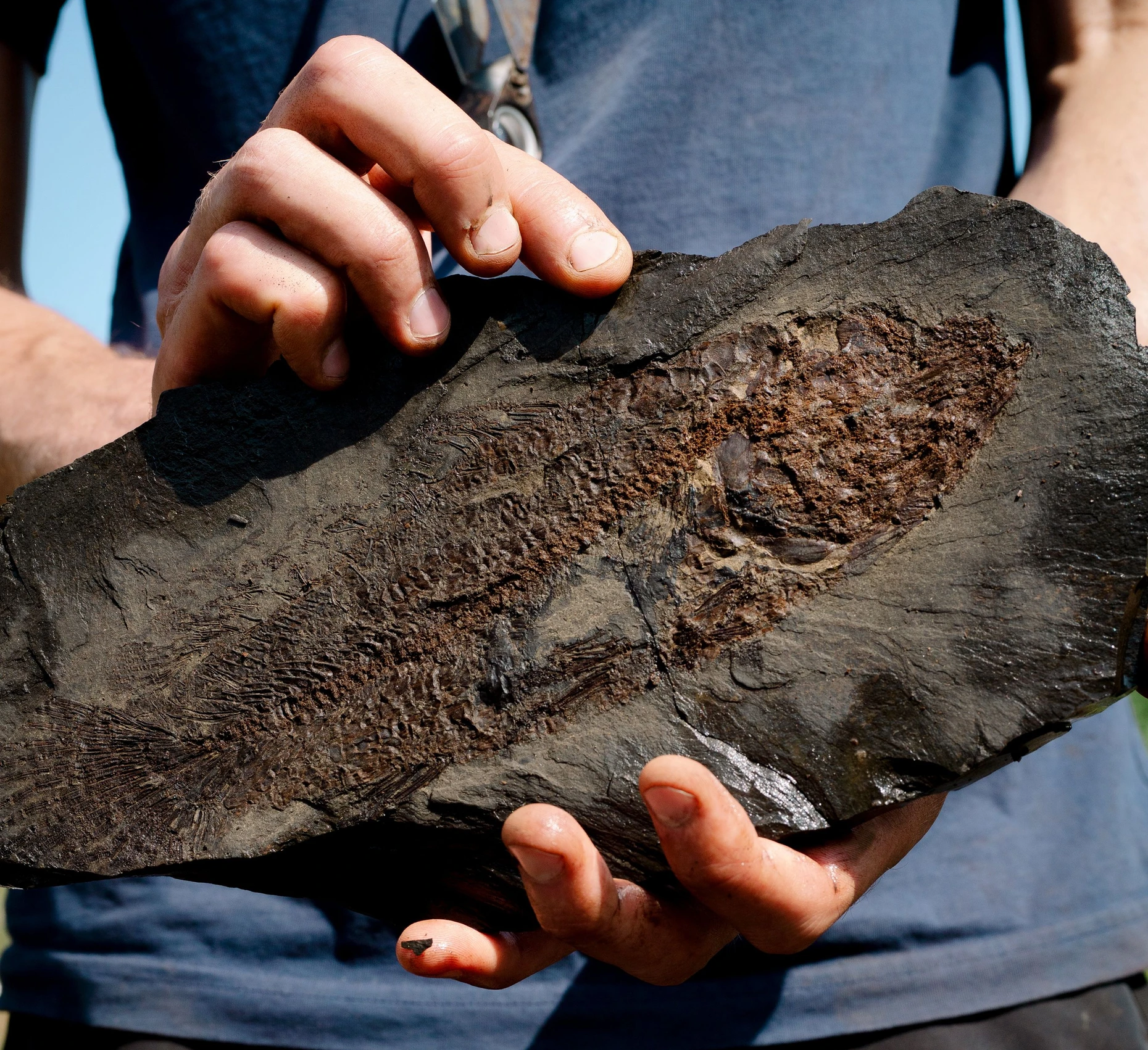Millionen Jahre alt: Im Schwarzpelit hat ein Fischfossil überdauert.