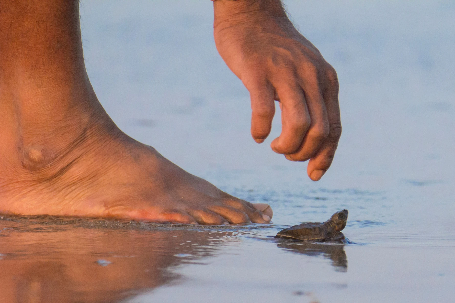 Eine helfende Hand unterstützt diese junge Meeresschildkröte (Lepidochelys olivacea) bei ihrem beschwerlichen Weg zum Wasser.