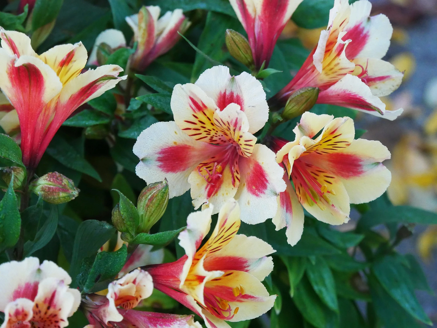 Exoten im Kbel: Wie man Strelizie, Oleander und Co. gut ber den Winter  bringt | FAZ