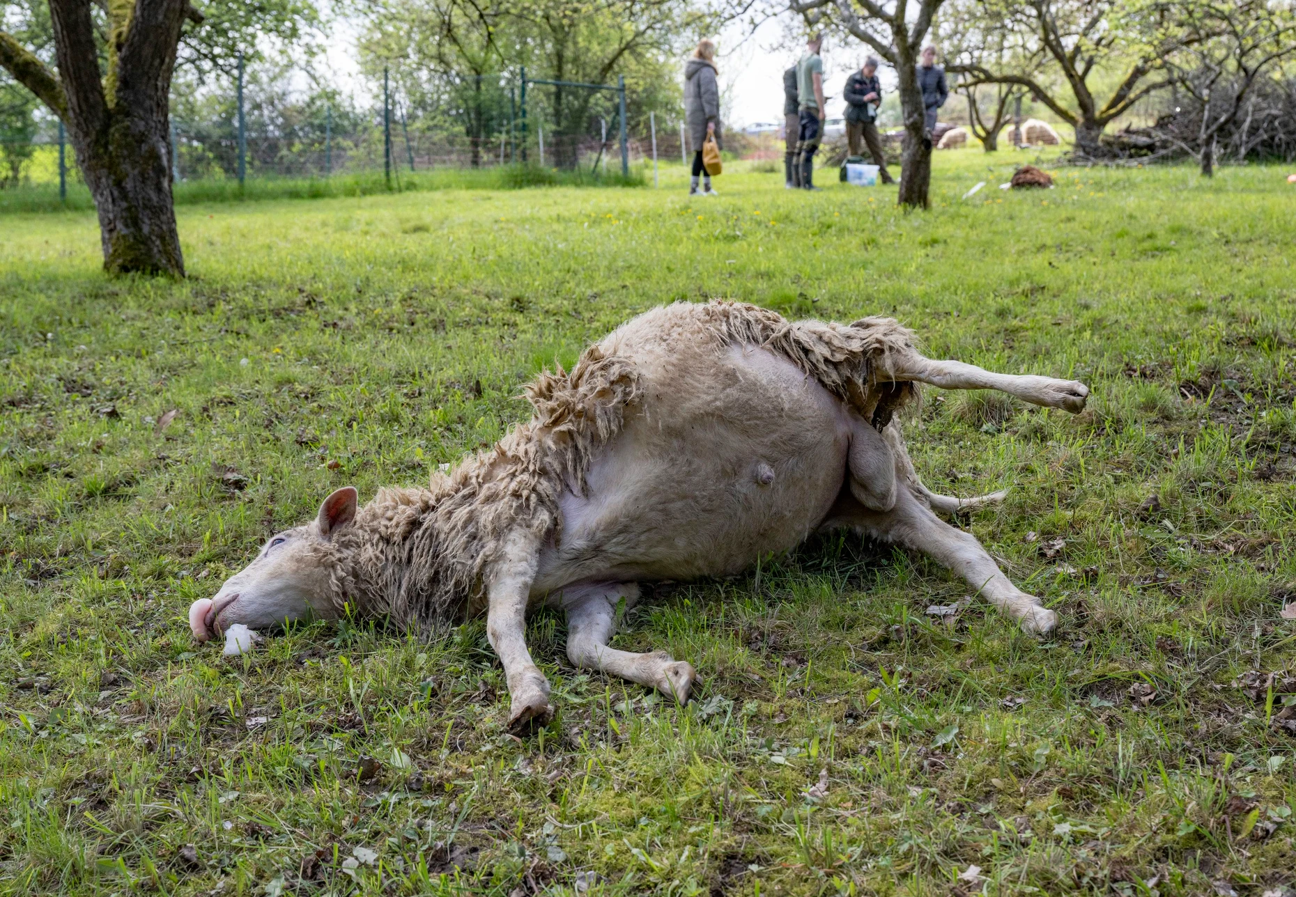 Fachleute des Forstamtes begutachten auf einer Weide im Taunus den Kadaver eines Schafes. Der Besitzer hatte am frühen Morgen sieben Tiere seiner Herde mit teils durchbissenen Kehlen aufgefunden. Tatverdächtig: ein Wolf.