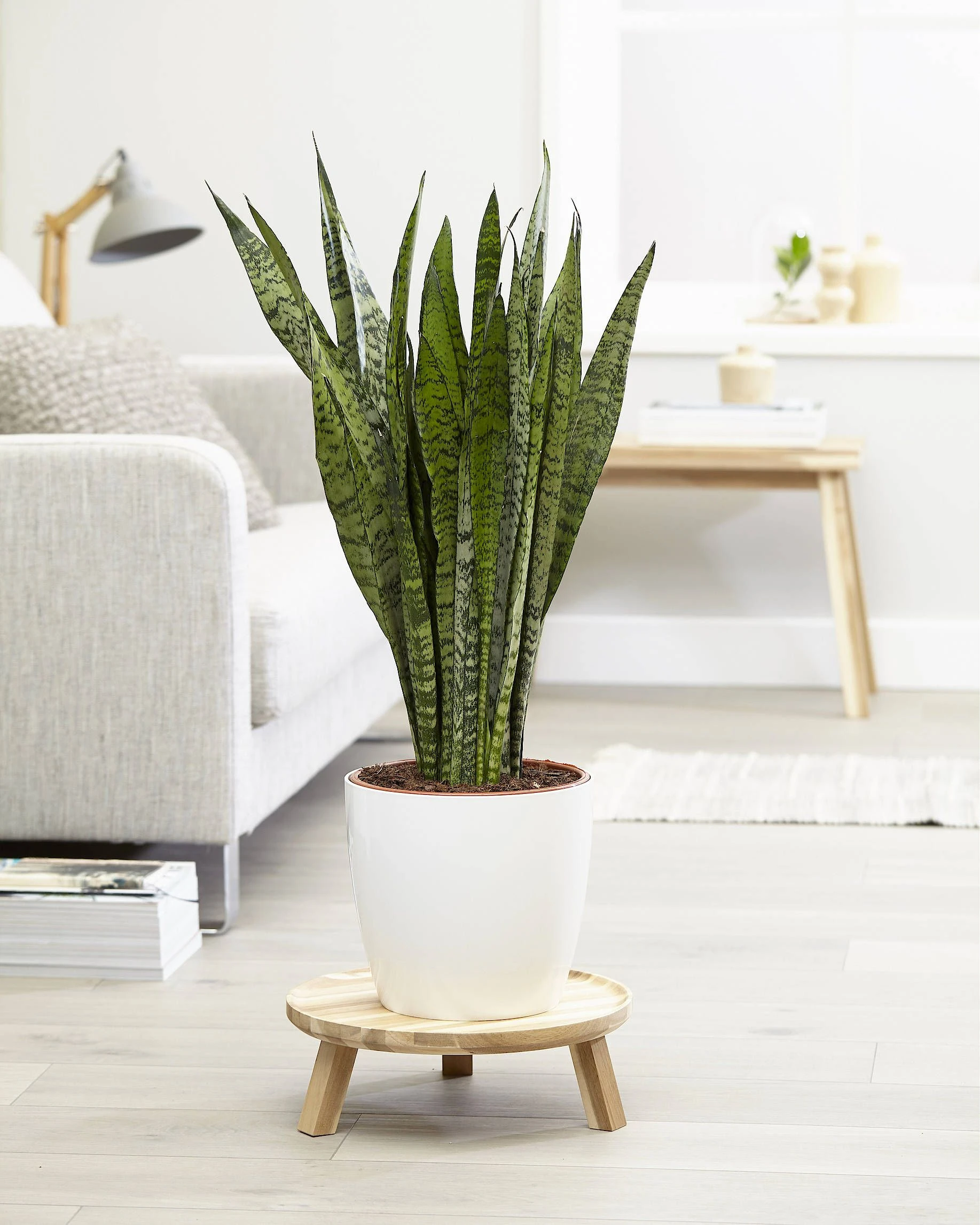 bogenhanf stinkt Sansevieria Moonshine (Bogenhanf) (M) kaufen? | Remus