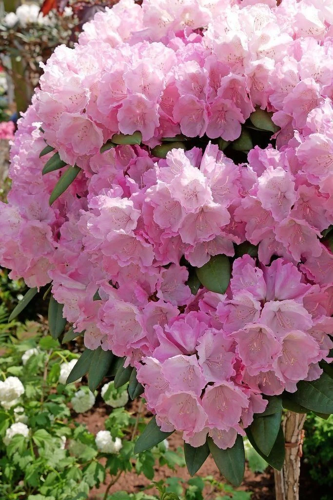 Rhododendron: Warum sich die Pflanze in der Klimakrise behauptet | FAZ