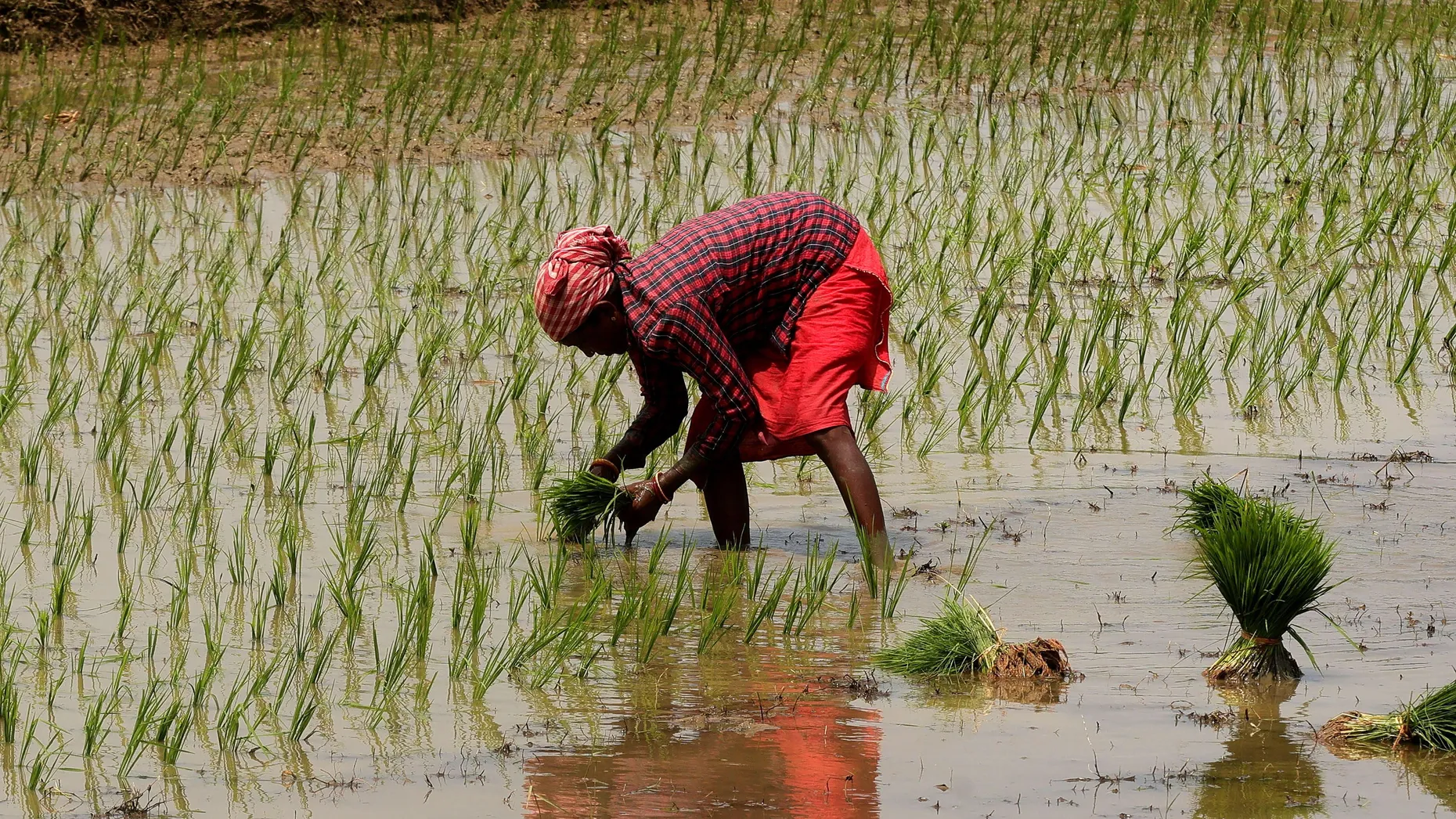 Durch einen gewaltigen El Niño könnten die Reisernten in Indien dieses Jahr deutlich geringer ausfallen.