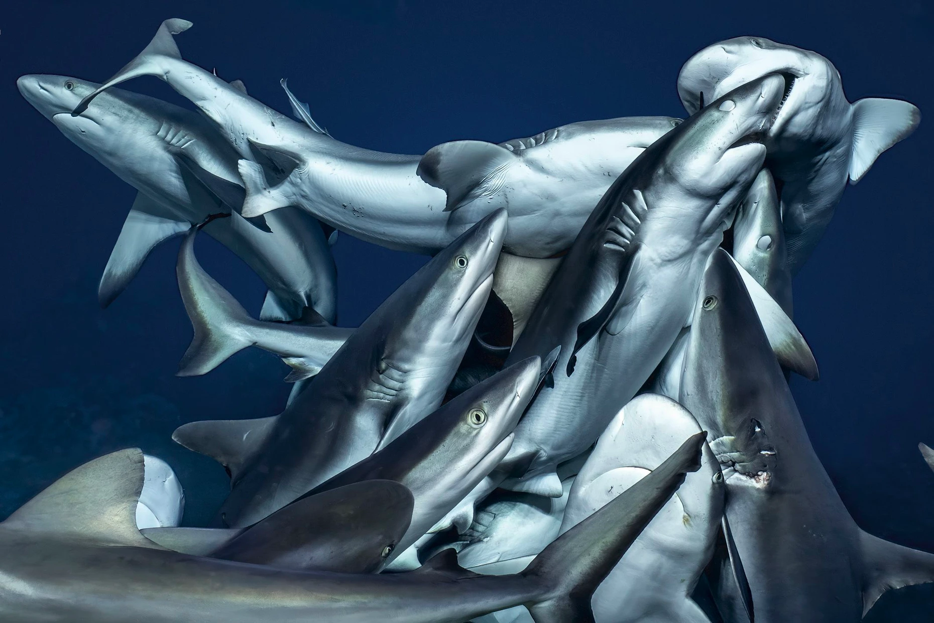 Graue Riffhaie (Carcharhinus amblyrhynchos) in 34 Meter Tiefe im Fakarava Atoll, Französisch-Polynesien