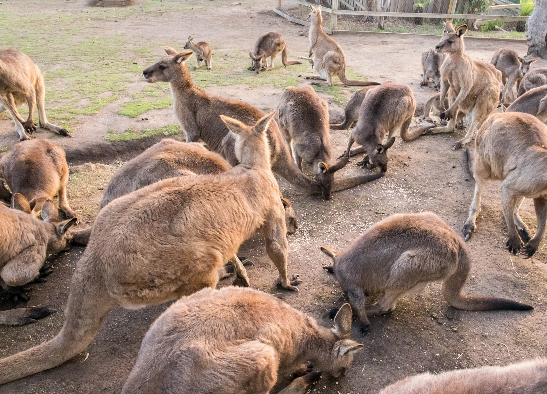 Familientreffen der Beuteltiere: Kängurus im Bonorong Wildlife Sanctuary