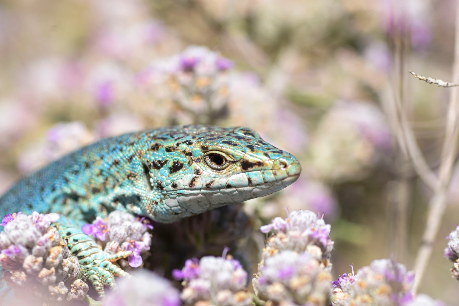Los lagartos ibicencos tienen un espectro de colores único,