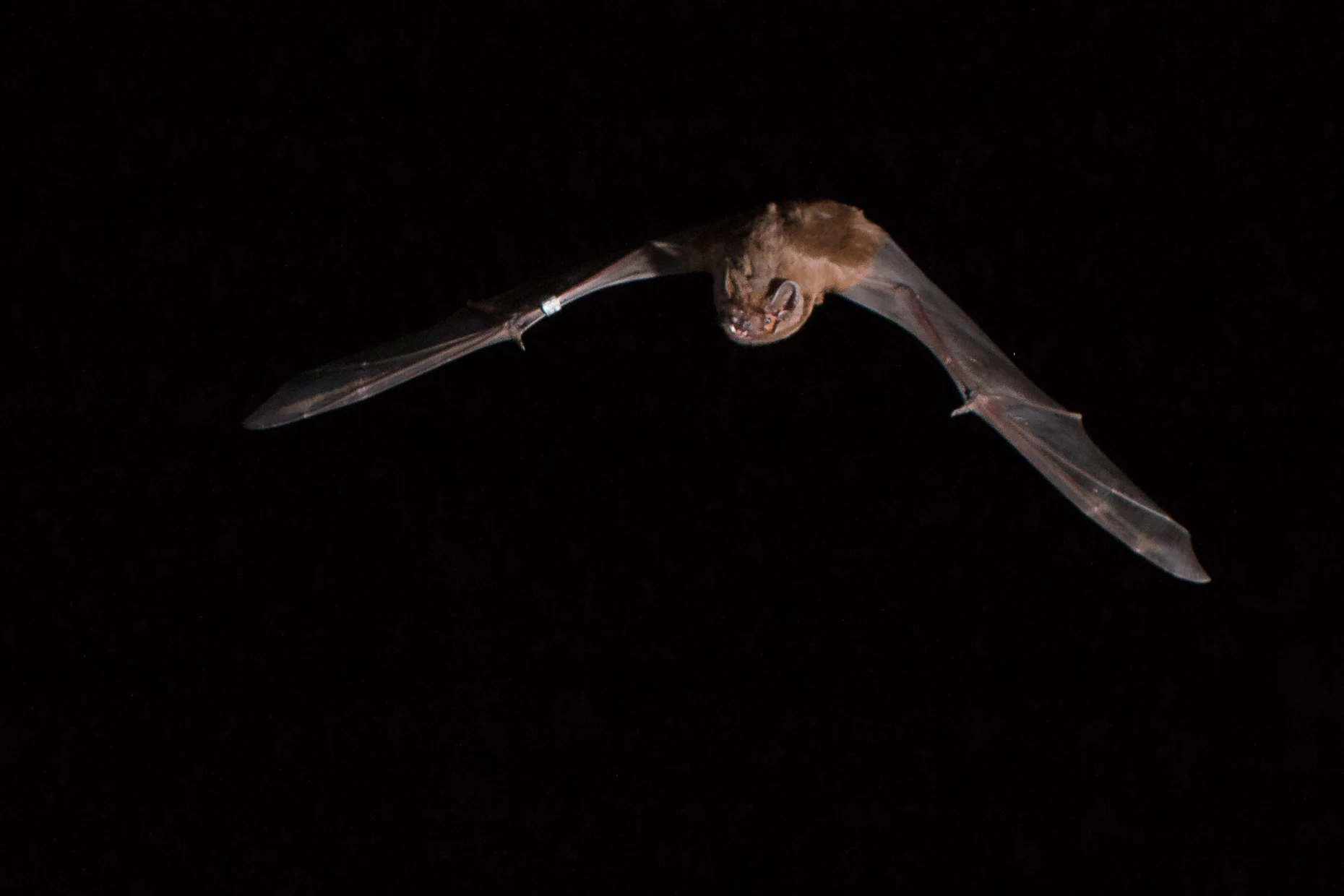 Riesenabendsegler Nyctalus lasiopterus mit Markierung am Flügel