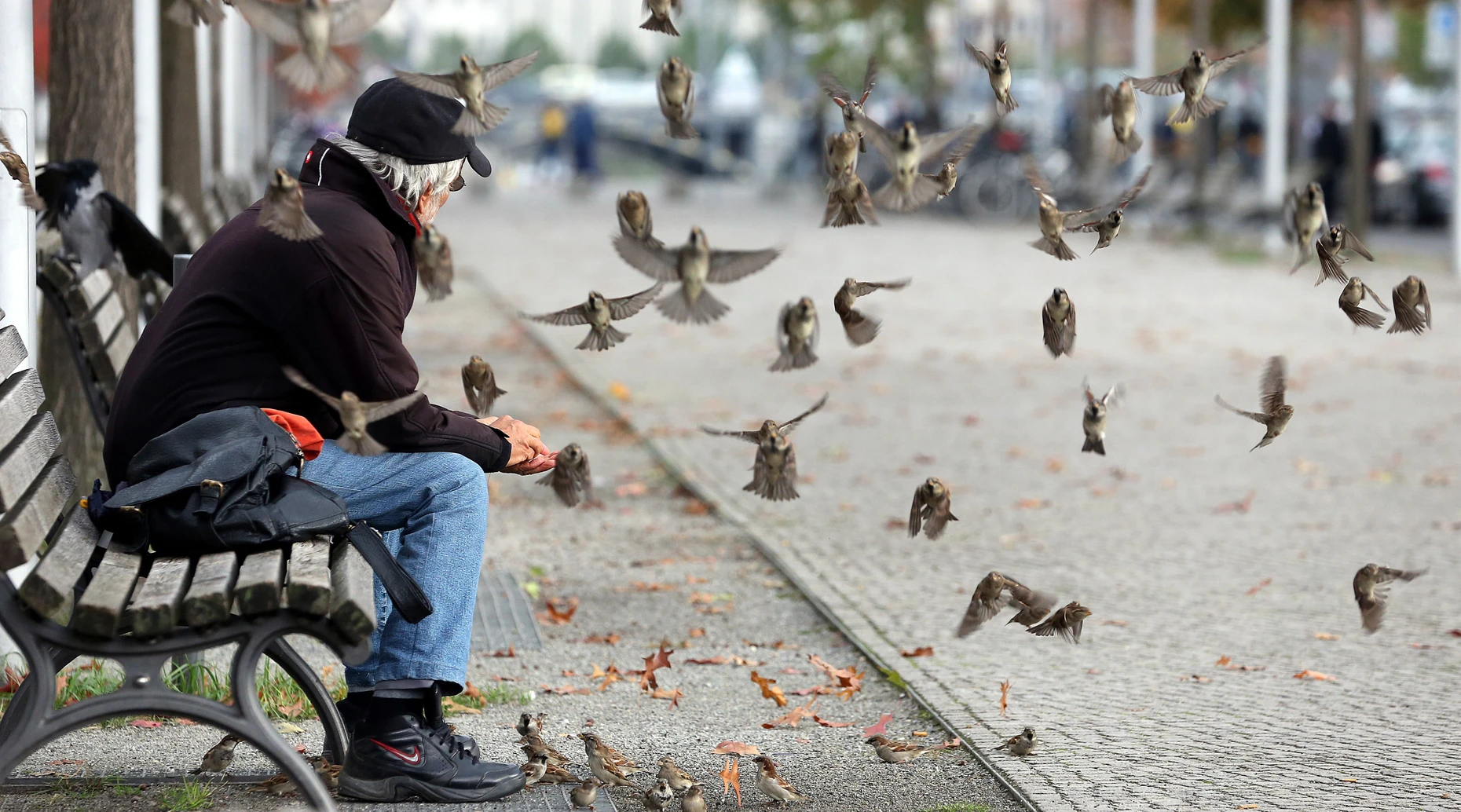 Schmuddelig? Spatzen flattern im Berliner Regierungsviertel 2016.