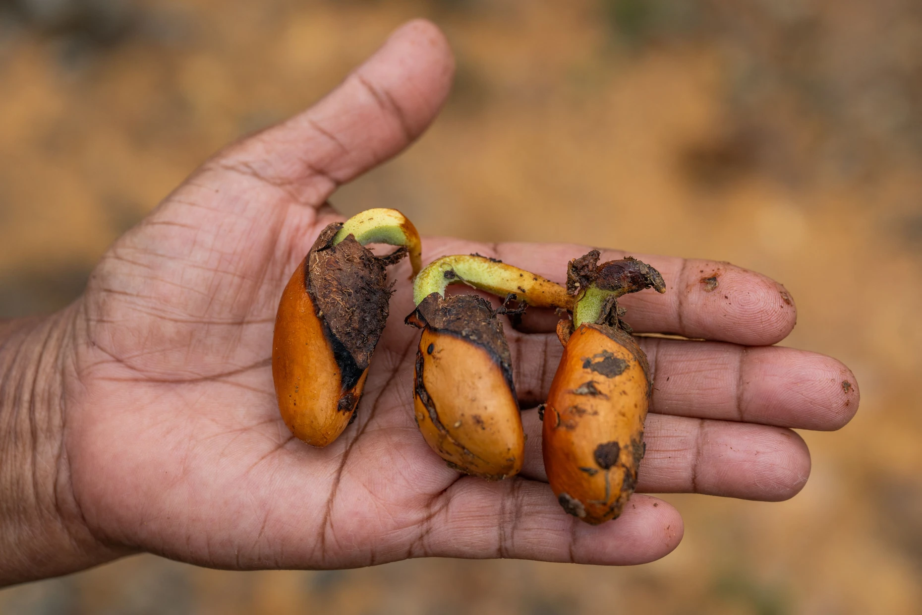 Ein Arbeiter hält Duriansamen in der Hand, die nach dem Verzehr der Frucht auf dem Boden liegen geblieben sind und anschließend keimten.