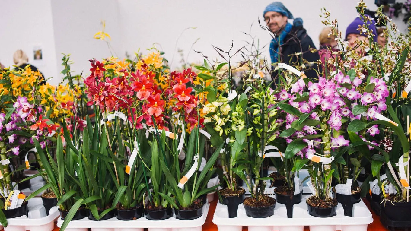 Im <a href="http://www.palmengarten.de">Palmengarten in Frankfurt ist so gut wie immer Frühling. Noch bis diesen Sonntag, den 22. März, stellen dort Orchideenzüchter ihre Pflanzen aus. Zudem findet an diesem Wochenende (22. und 23. März) die „Grüne Börse“ statt. Von 9 bis 18 Uhr zeigen Gärtner und Züchter exotische und seltene Pflanzen. Am 3. April beginnt eine Ausstellung zu Azaleen.