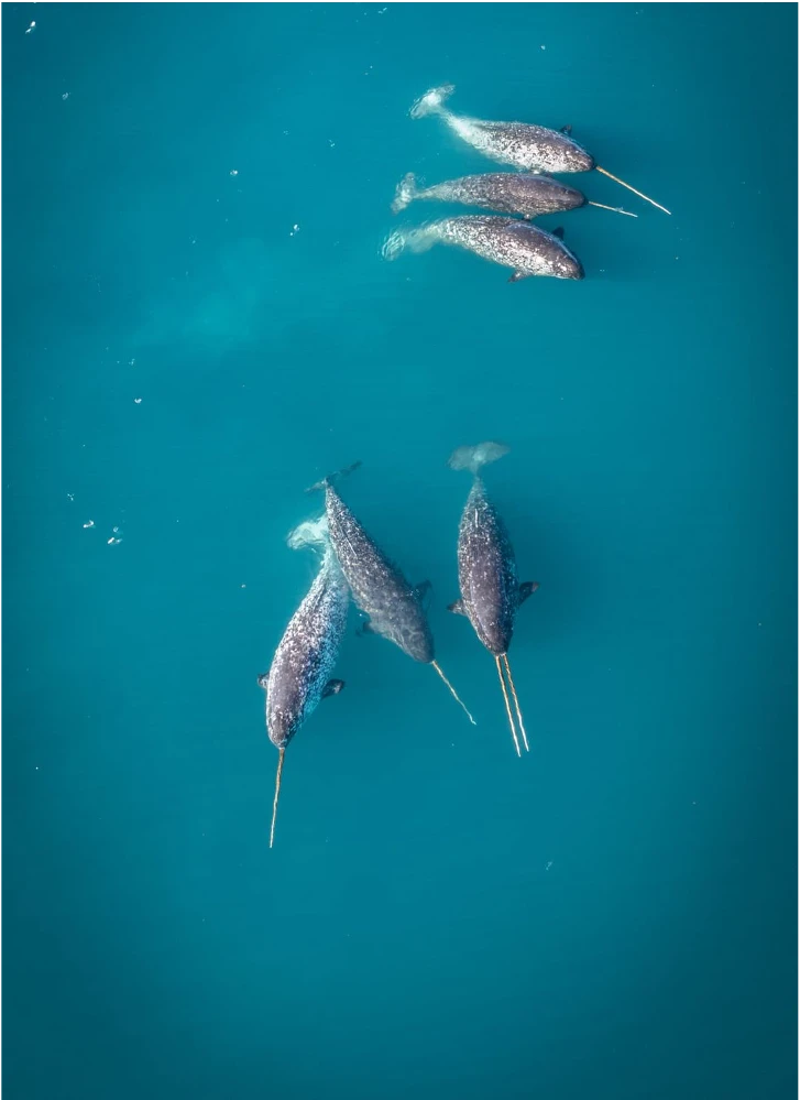 Meistens schwimmen fünf bis 20 Narwale gemeinsam durch die arktischen Gewässer – manchmal finden sich aber auch mehrere Hundert Tiere zusammen.