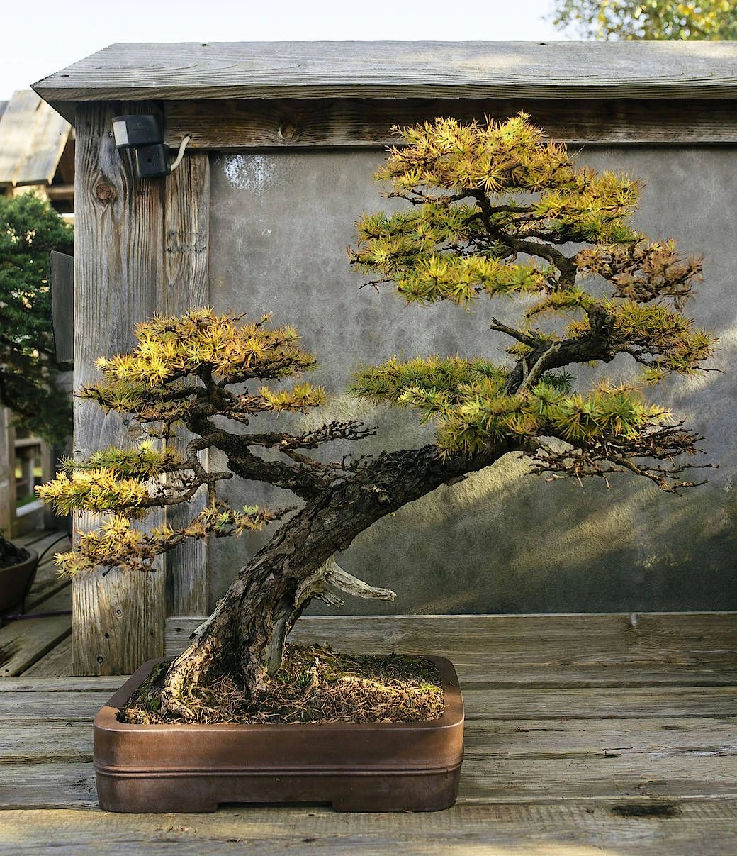 Bonsai liegt im Trend und ist eine bung in Geduld. | FAZ