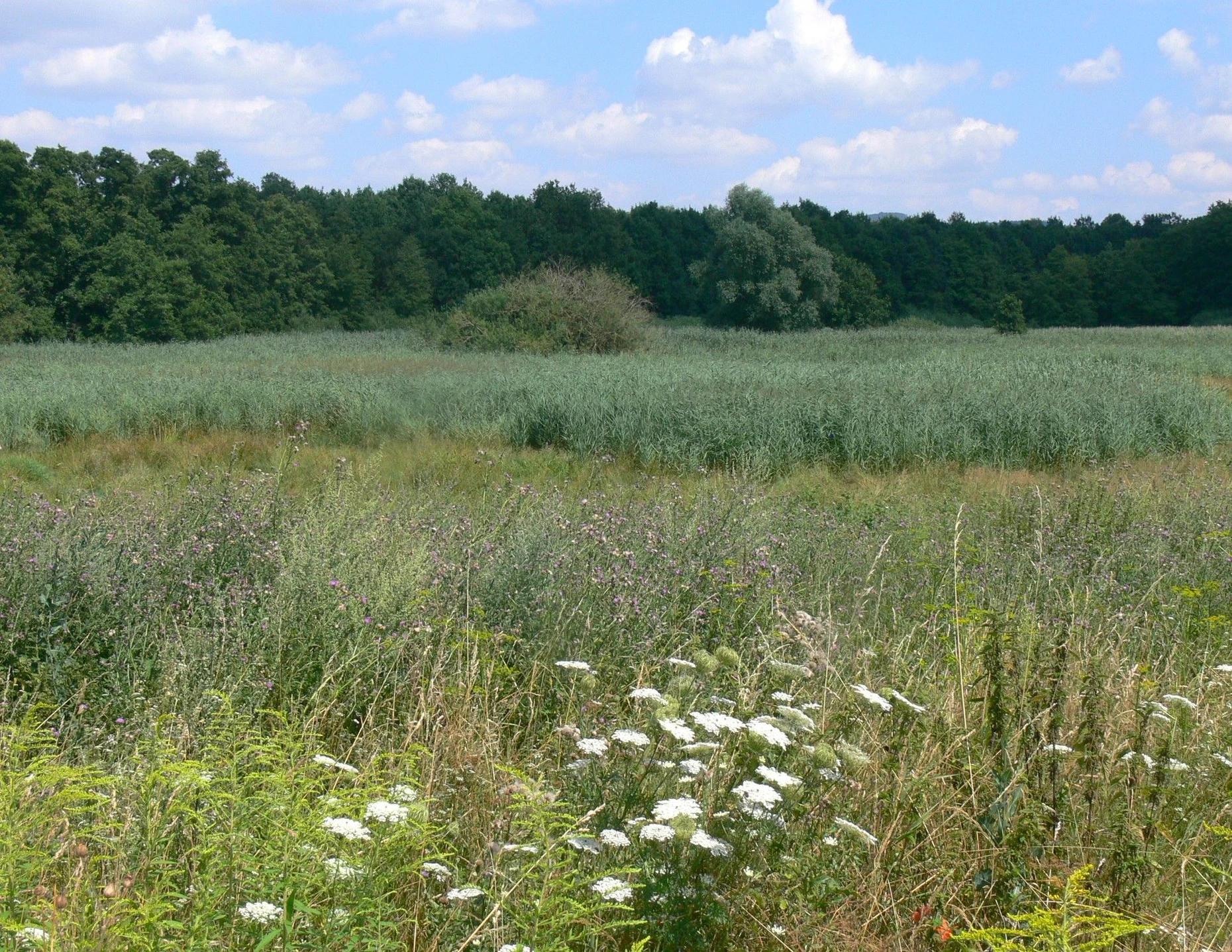 Das südliche Offenland mit Schilf des Moores.