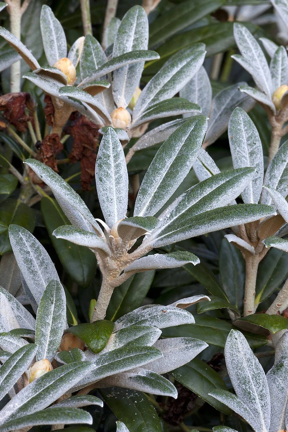 Rhododendron richtig pflegen | FAZ