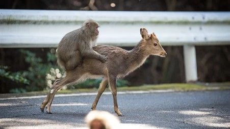 Japanese macaque (Macaca fuscata) mounting and riding on the back of a sika deer (Cervus nippon) at Yakushima, Japan; photo by Alexandre Bonnefoy and Cédric Sueur.
