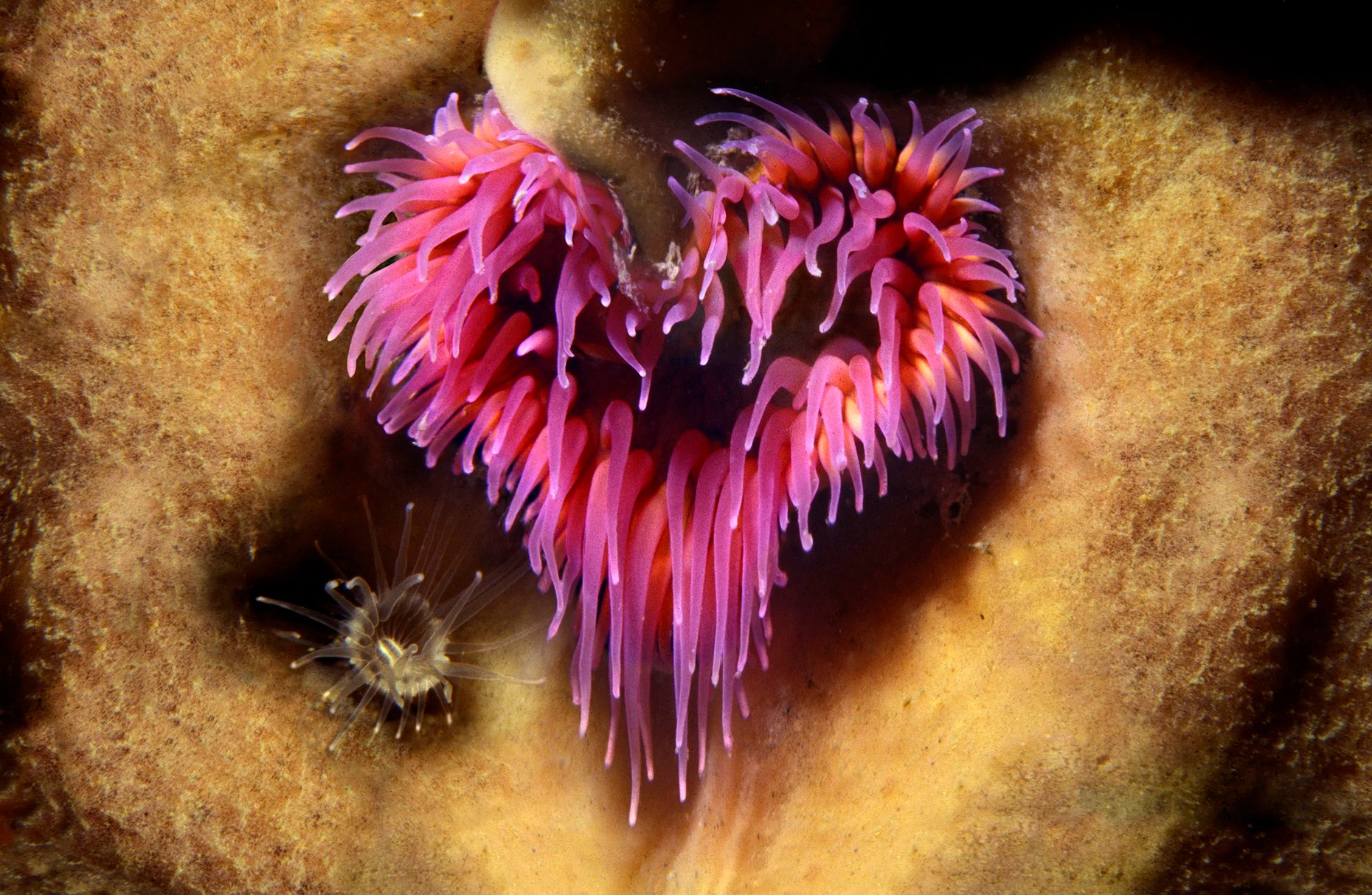 Eine herzförmige Anemone (Sargatia elegans) in 14 Meter Tiefe im Mittelmeer vor der französischen Küste