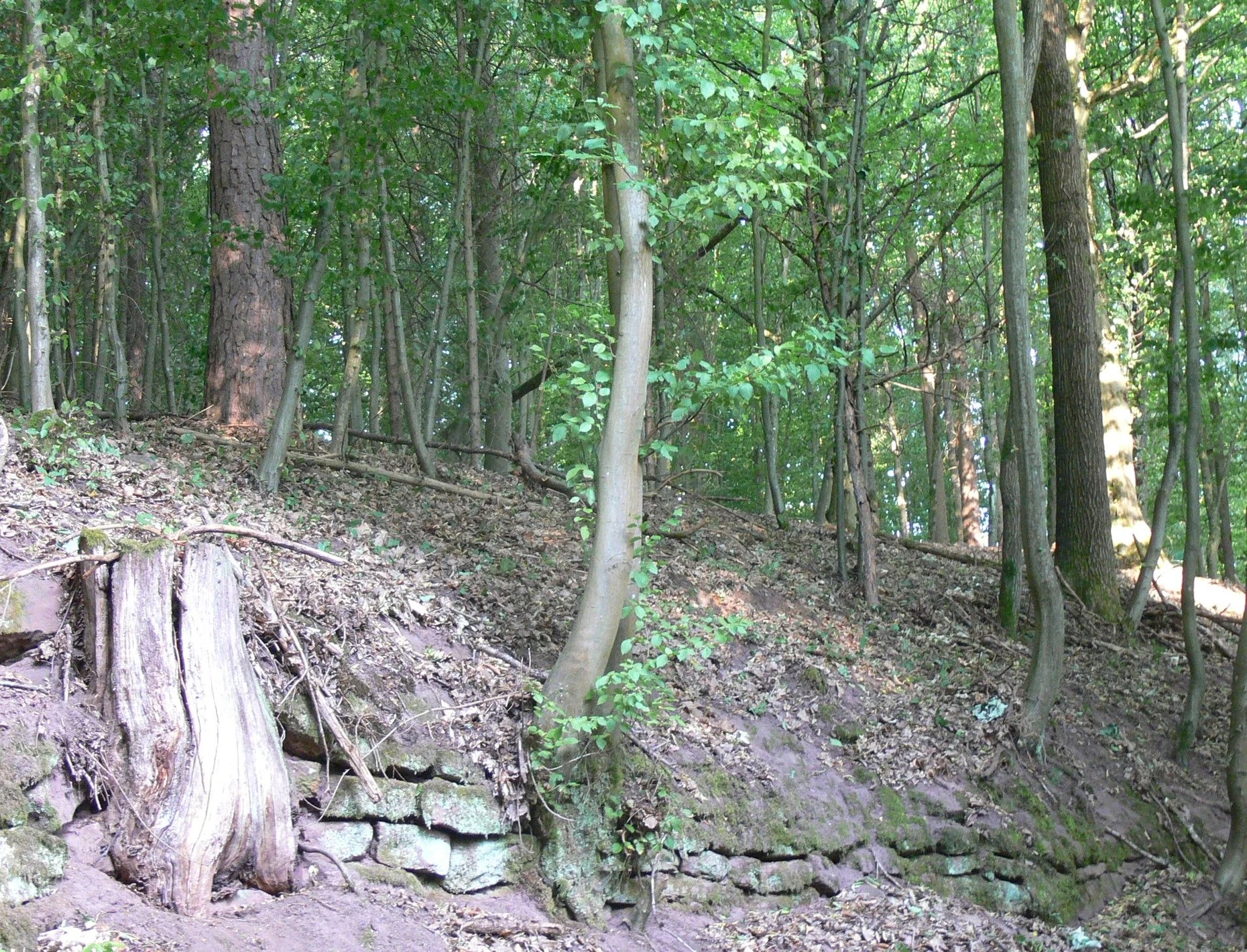 Im Wald finden sich mörtellos aufgesetzte Mauern, die einst Terrassen für den Weinbau begrenzten.