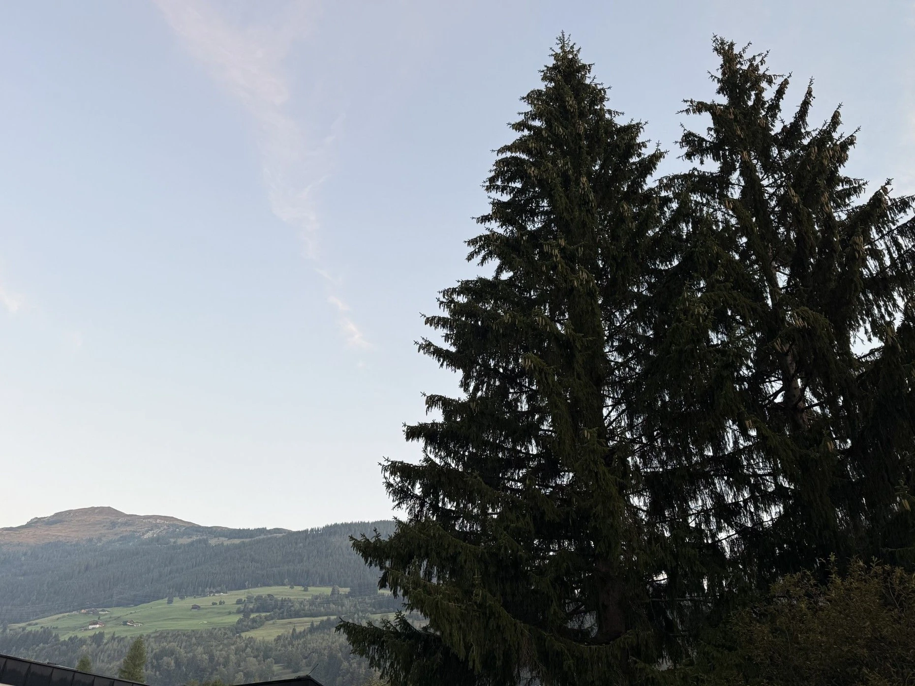 Noch sieht Nikolaus die Berge: Am 3. November kommt der Baum auf dem Römerberg an.