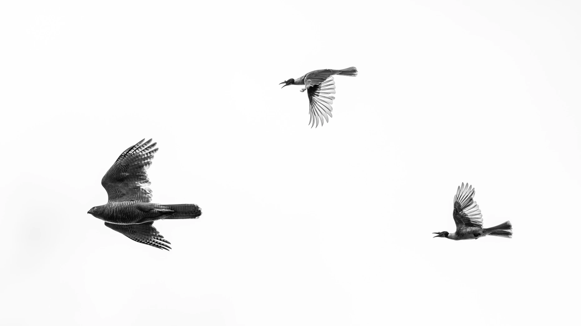 Teamwork makes the dream work: Zwei Lärmlederköpfe (Philemon corniculatus) schlagen gemeinsam einen Bänderhabicht (Tachyspiza fasciata) in die Flucht.
